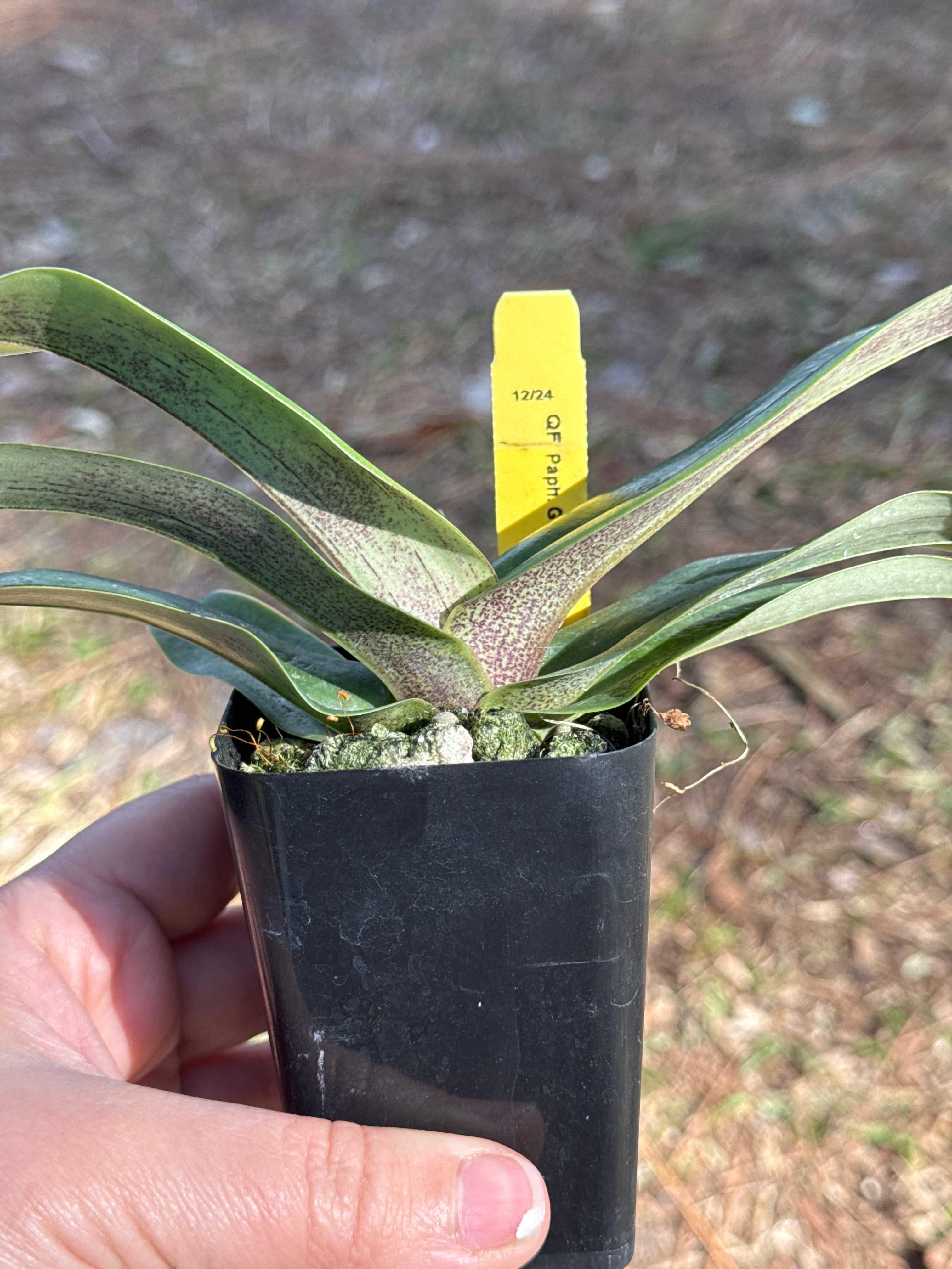 Paphiopedilum QF Alani (Greyi x Topaz Charm)- 2” pots Blooming Size