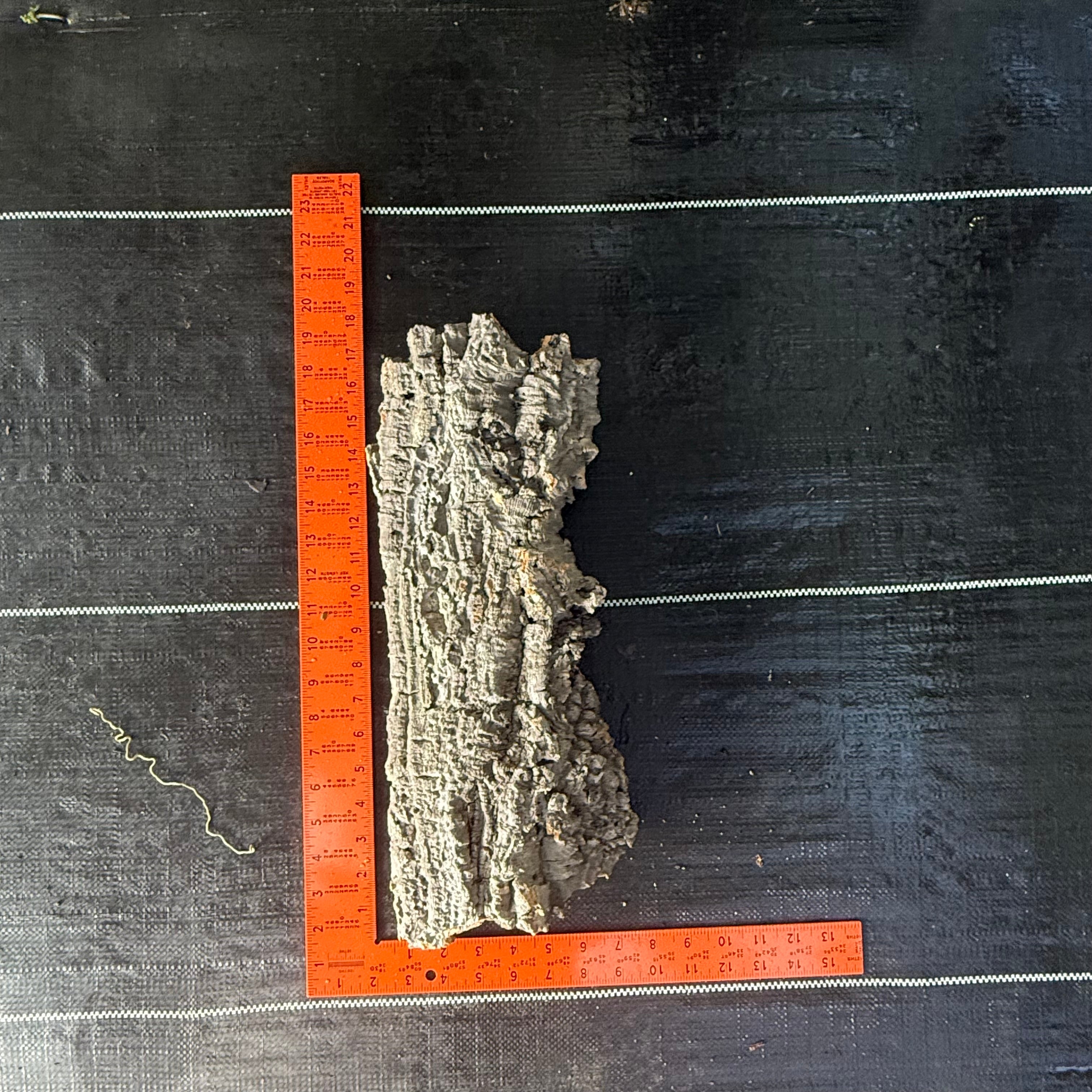 XL Cork Bark Slabs- Choose Your Mount