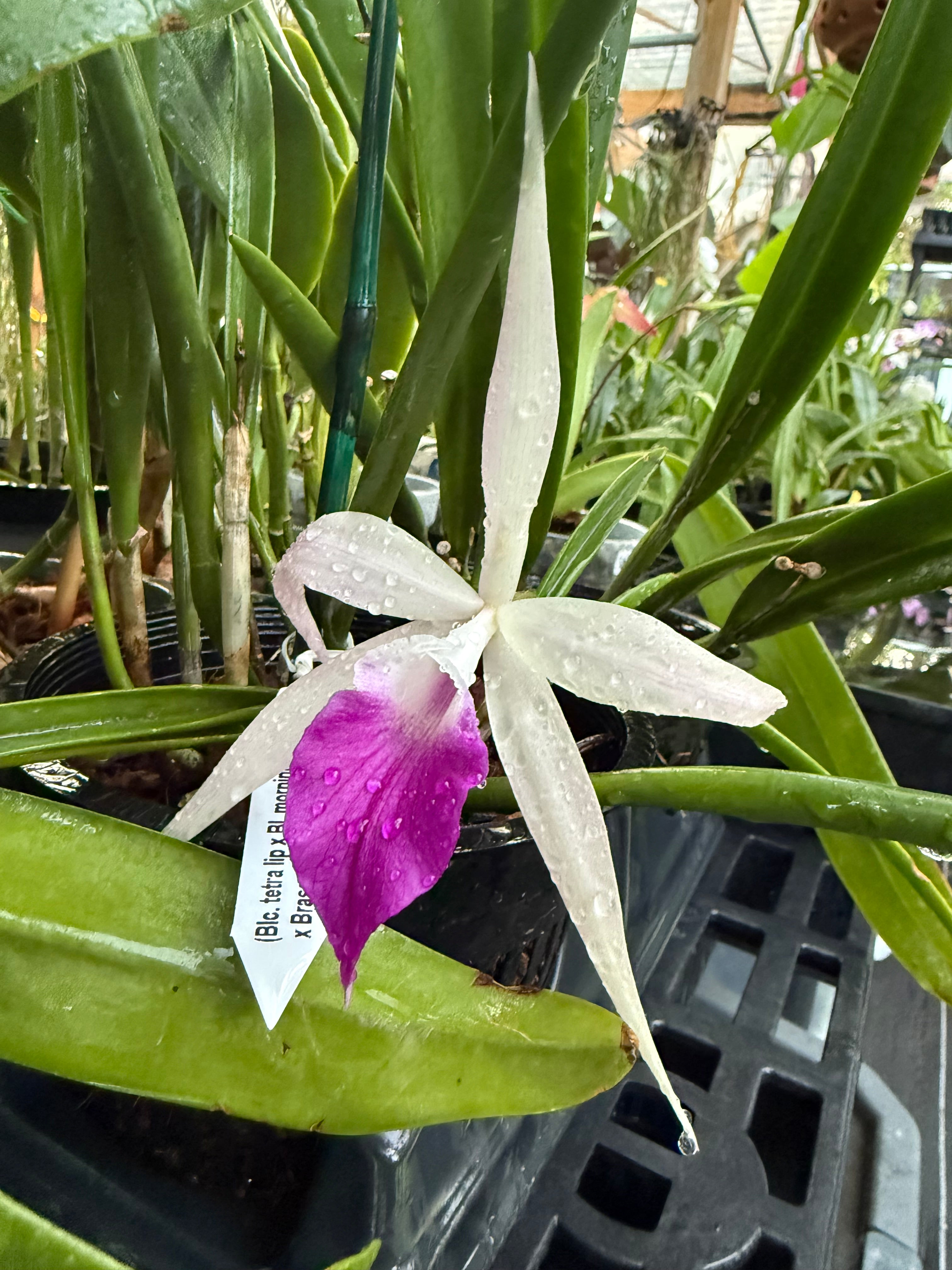 Brassavola Hybrid- (Blc. Tetradip x Bl. Morning Glory) x Brassavola appendiculata
