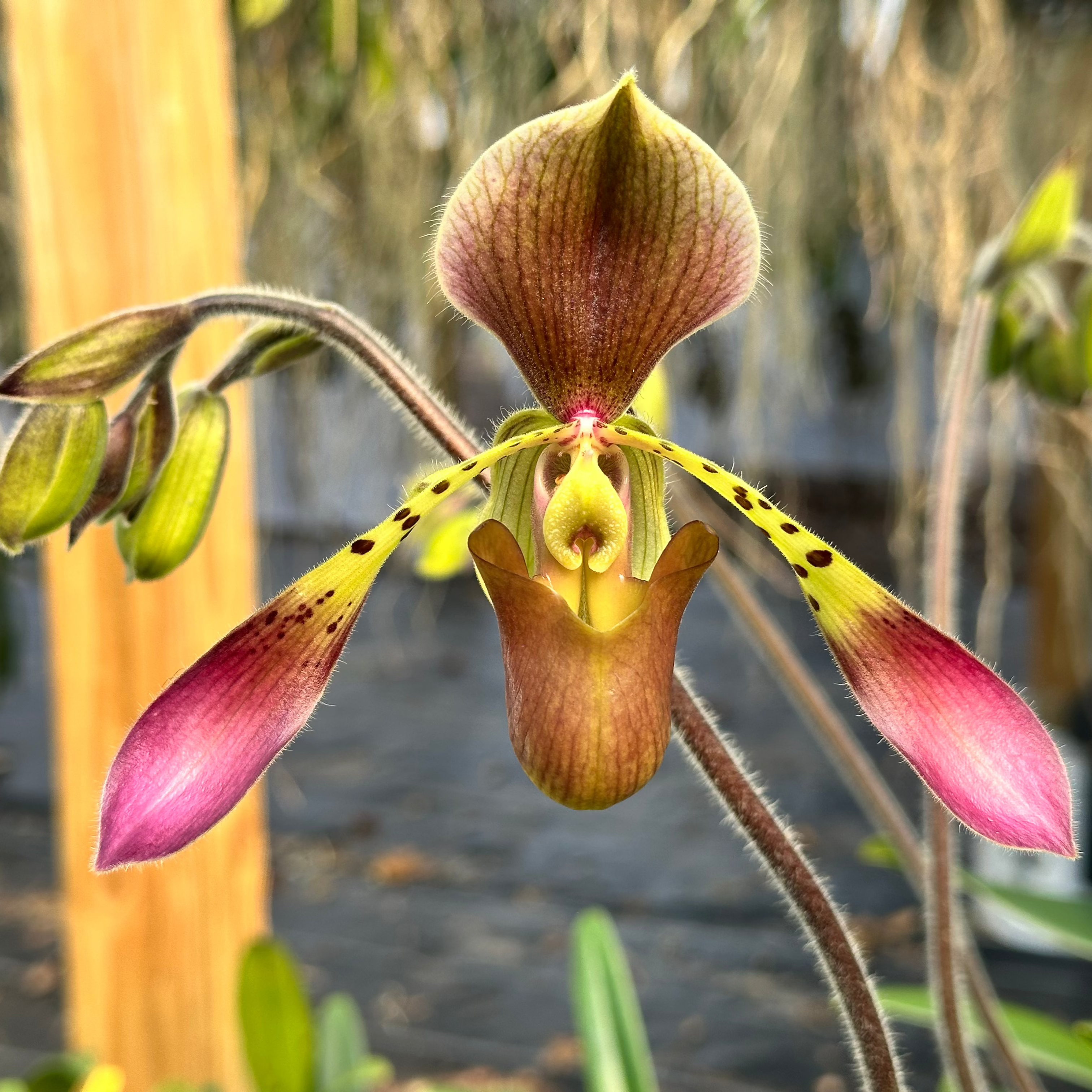 Paph. Toni Semple (Paph. lowii x haynaldianum)