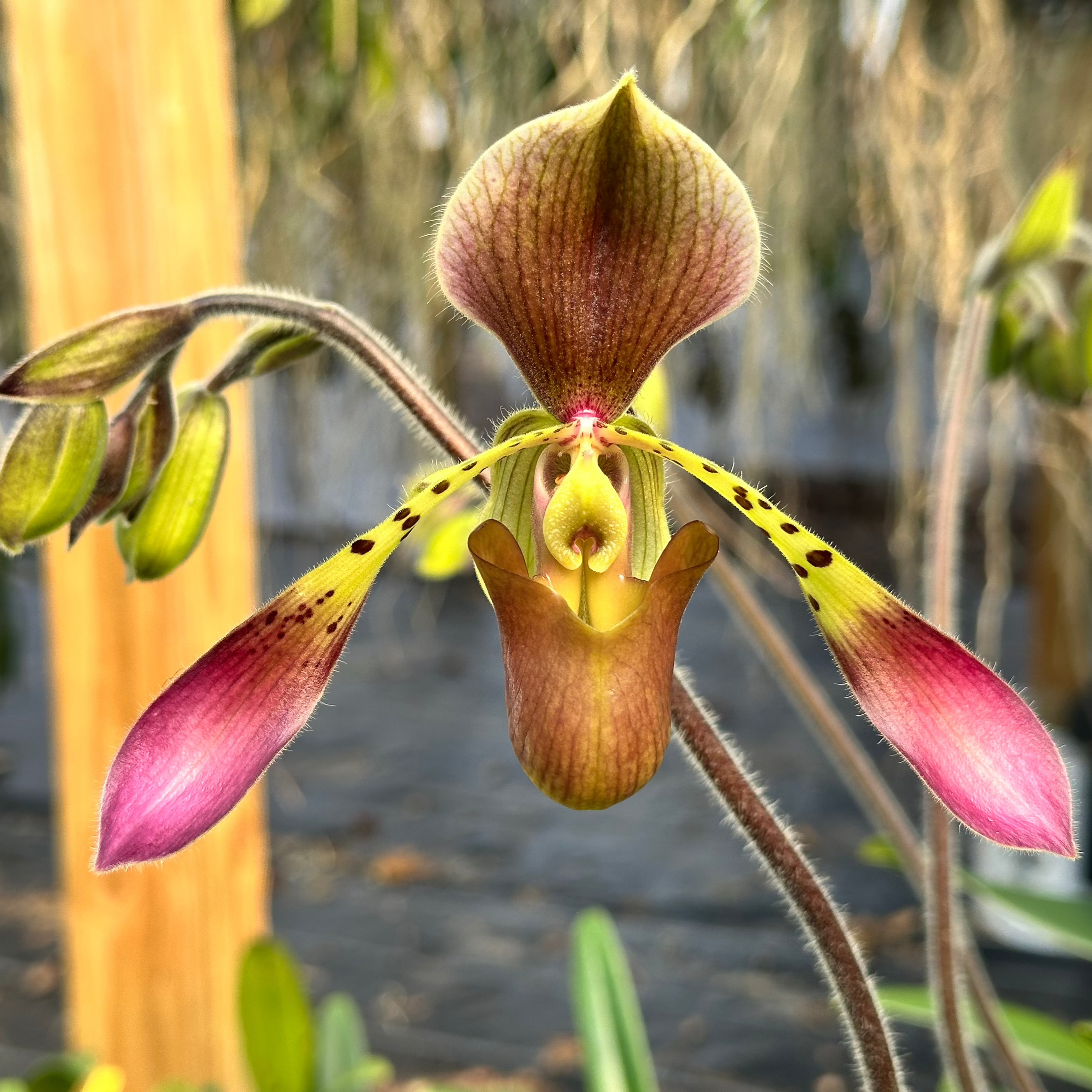 Paphiopedilum Toni Semple (Paph. lowii x haynaldianum)
