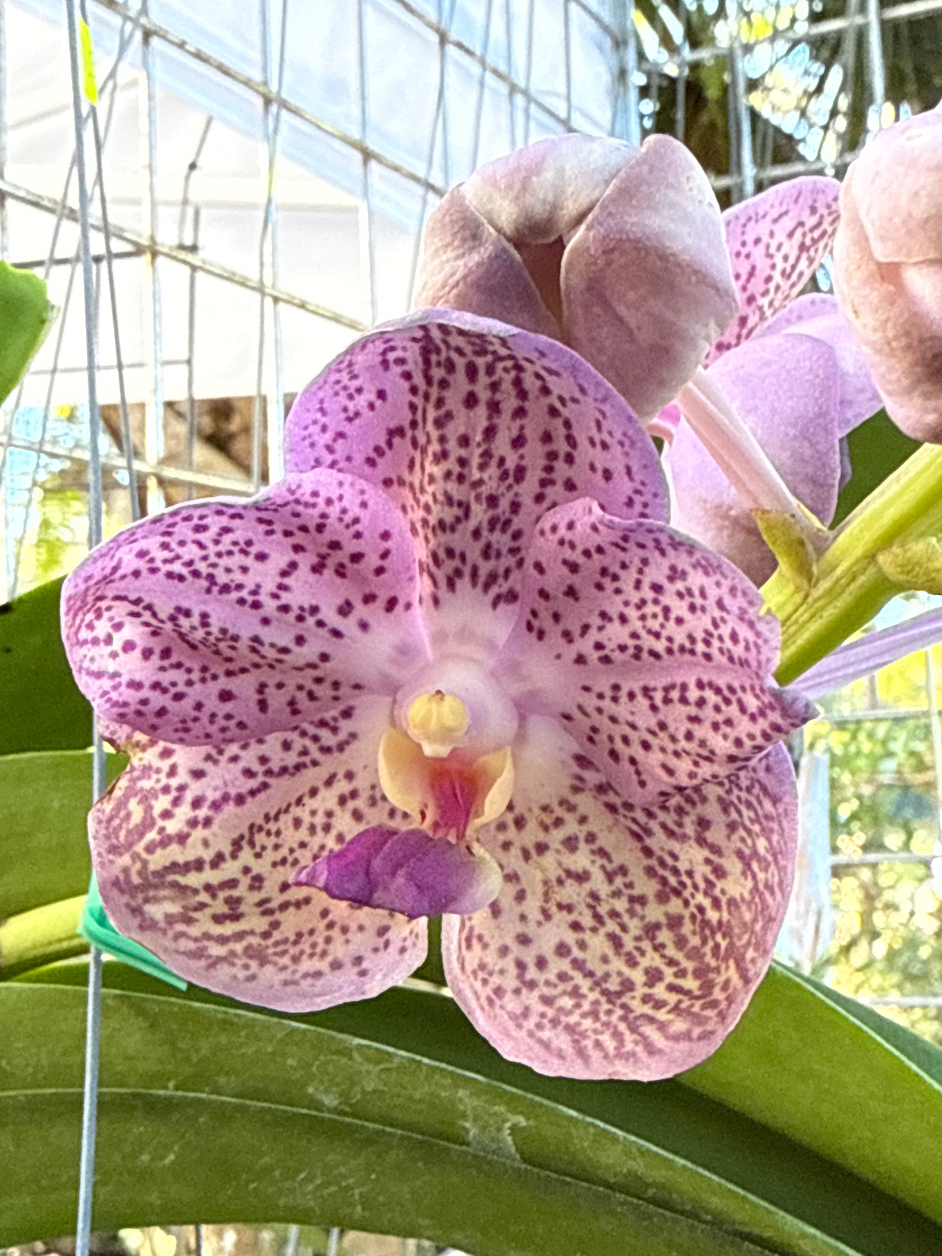 Vanda Jairak Fruity