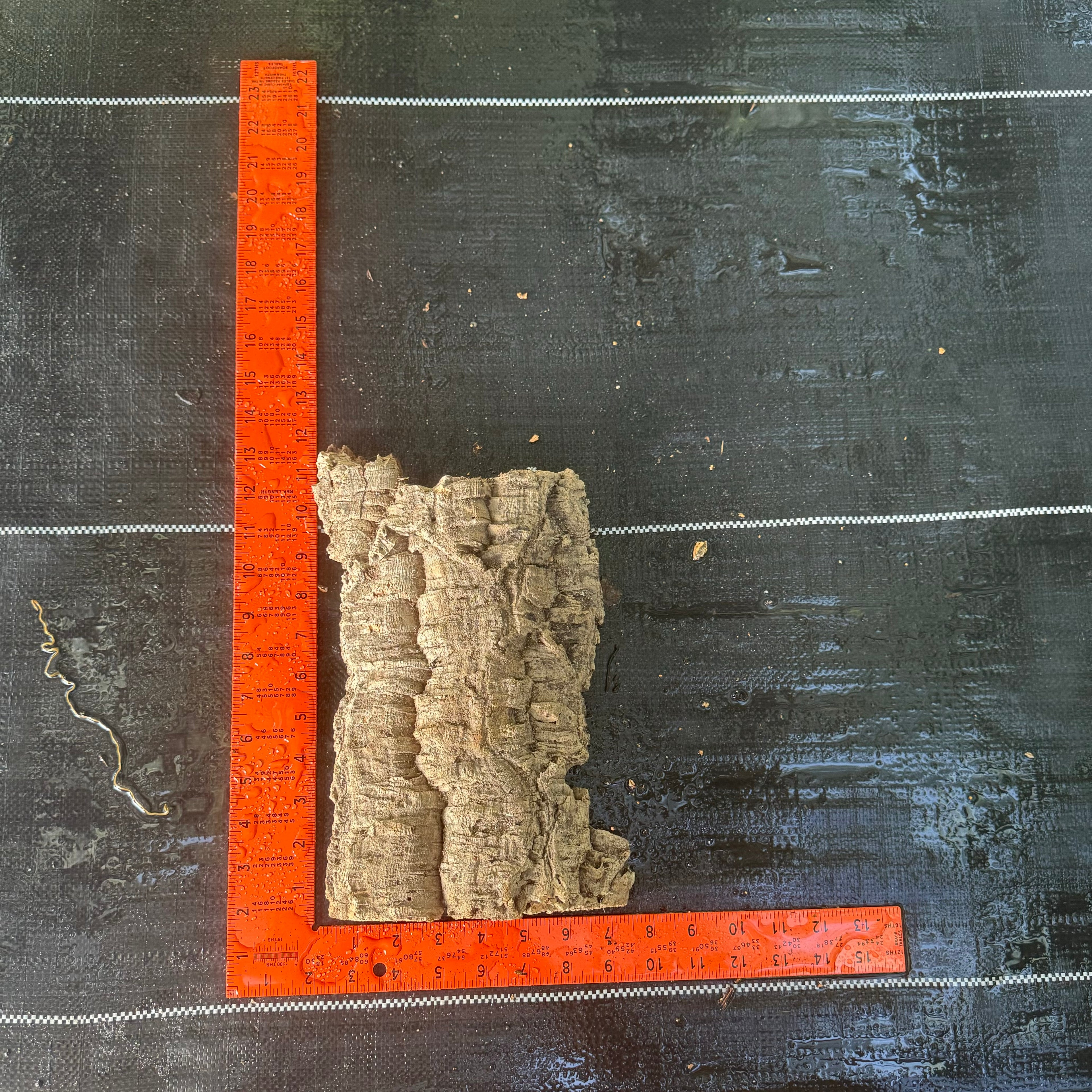XL Cork Bark Slabs- Choose Your Mount