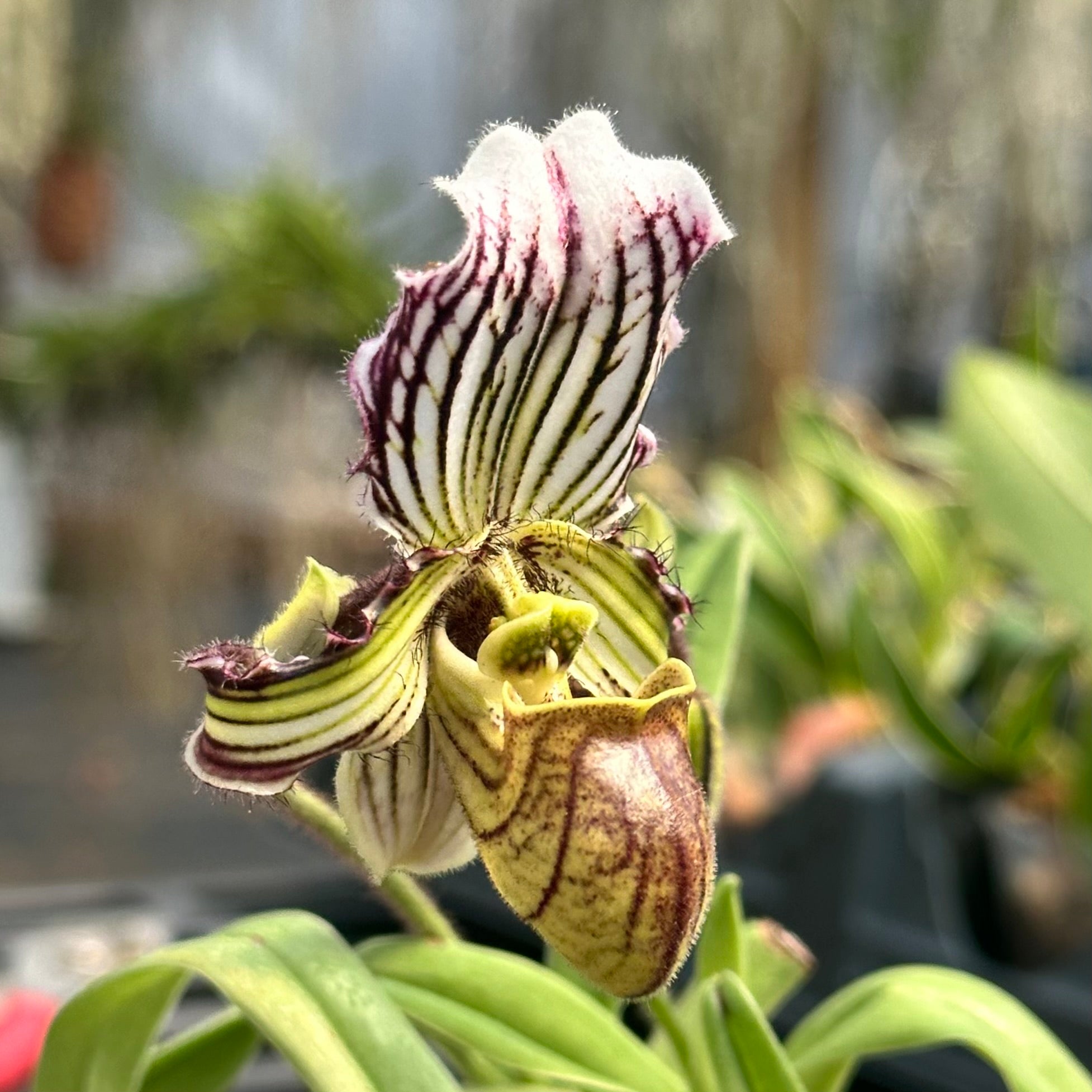 Paph fairrieanum- 2” pots Blooming Size