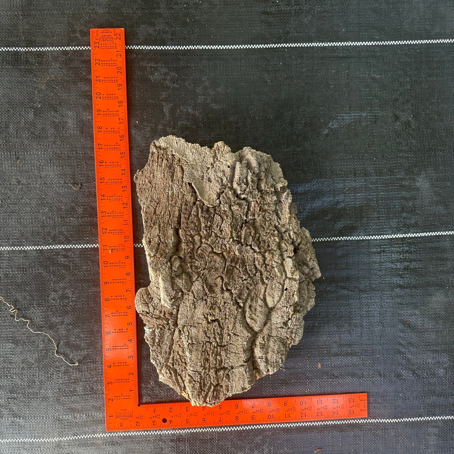 XL Cork Bark Slabs- Choose Your Mount
