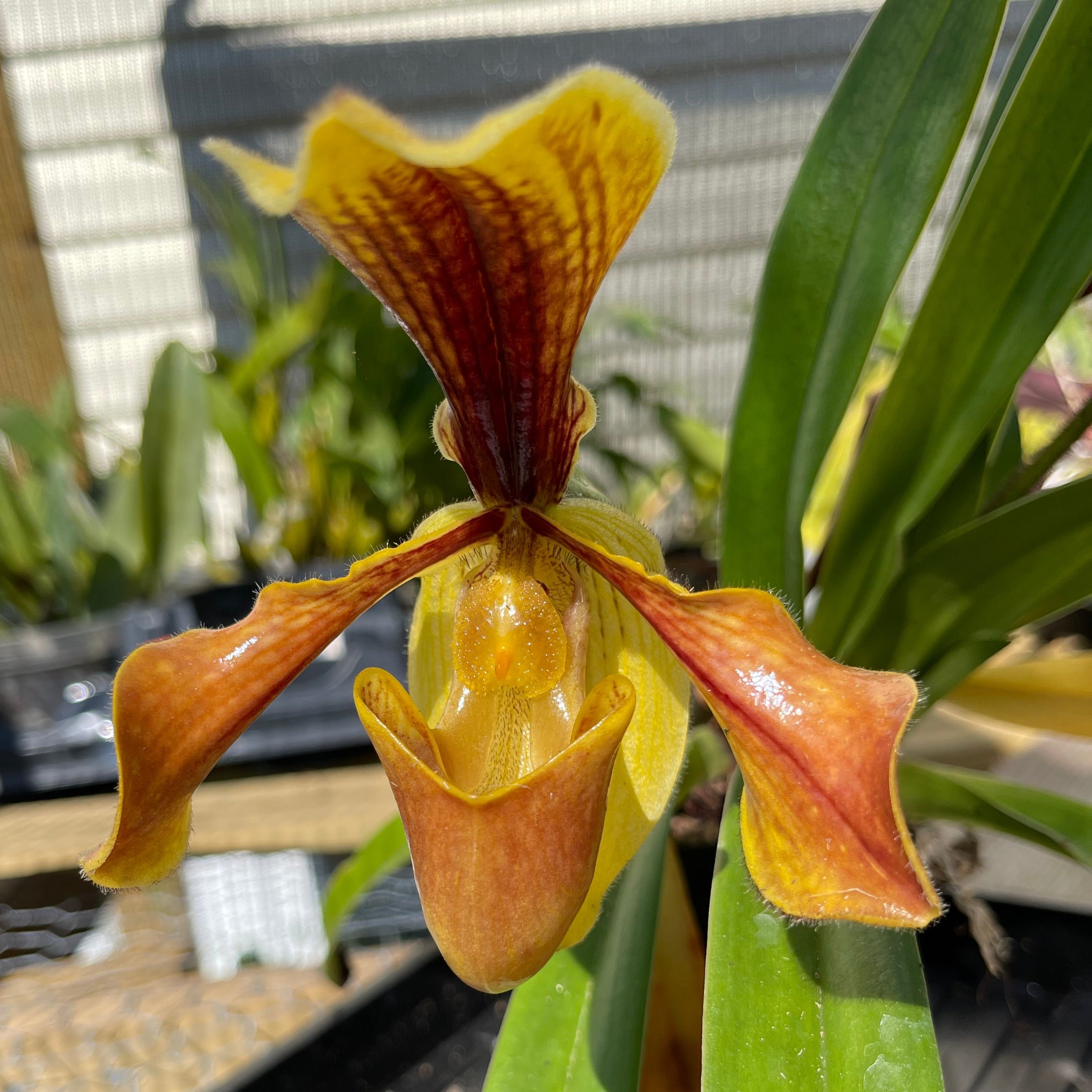 Paph. villosum var. annamense 'Chaks Warrior' AM/AOS x sib
