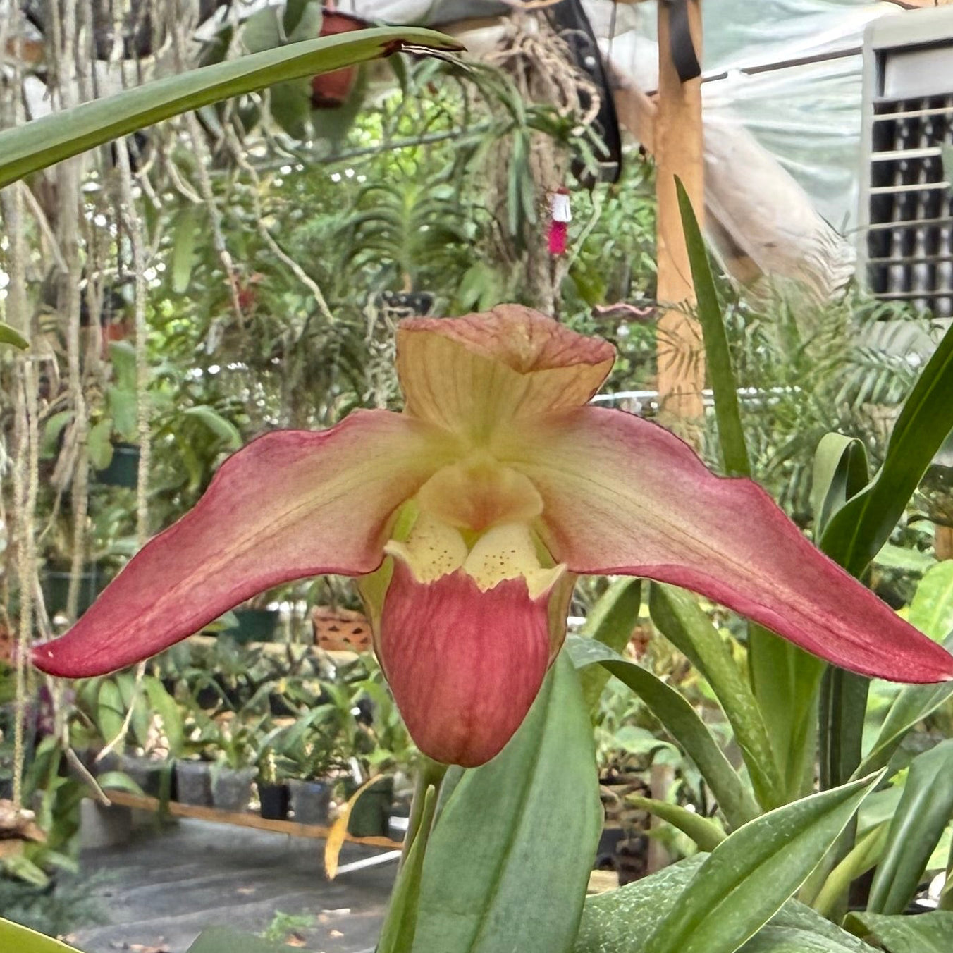 Phragmipedium QF Falling Star