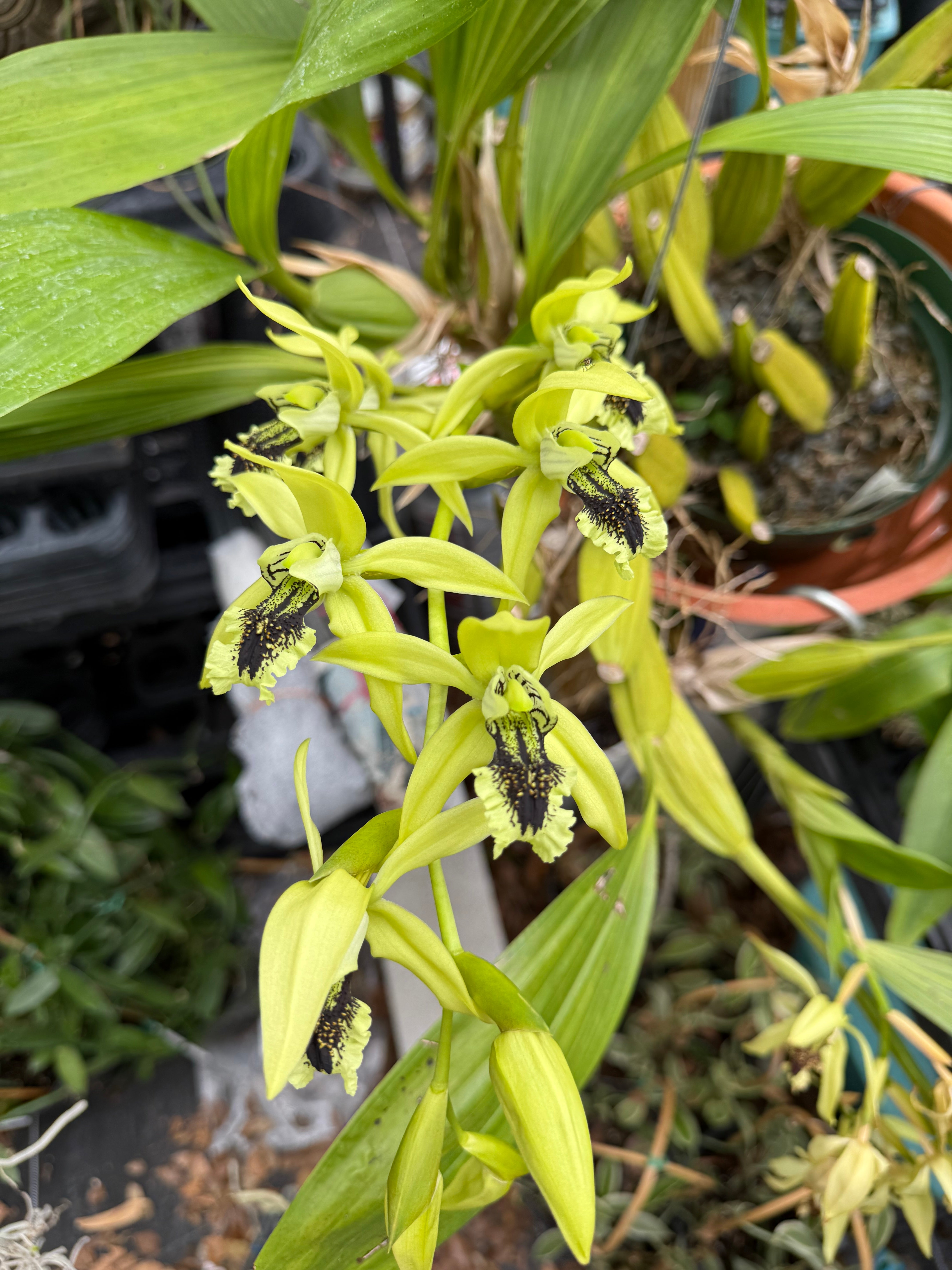 Coelegyne pandurata