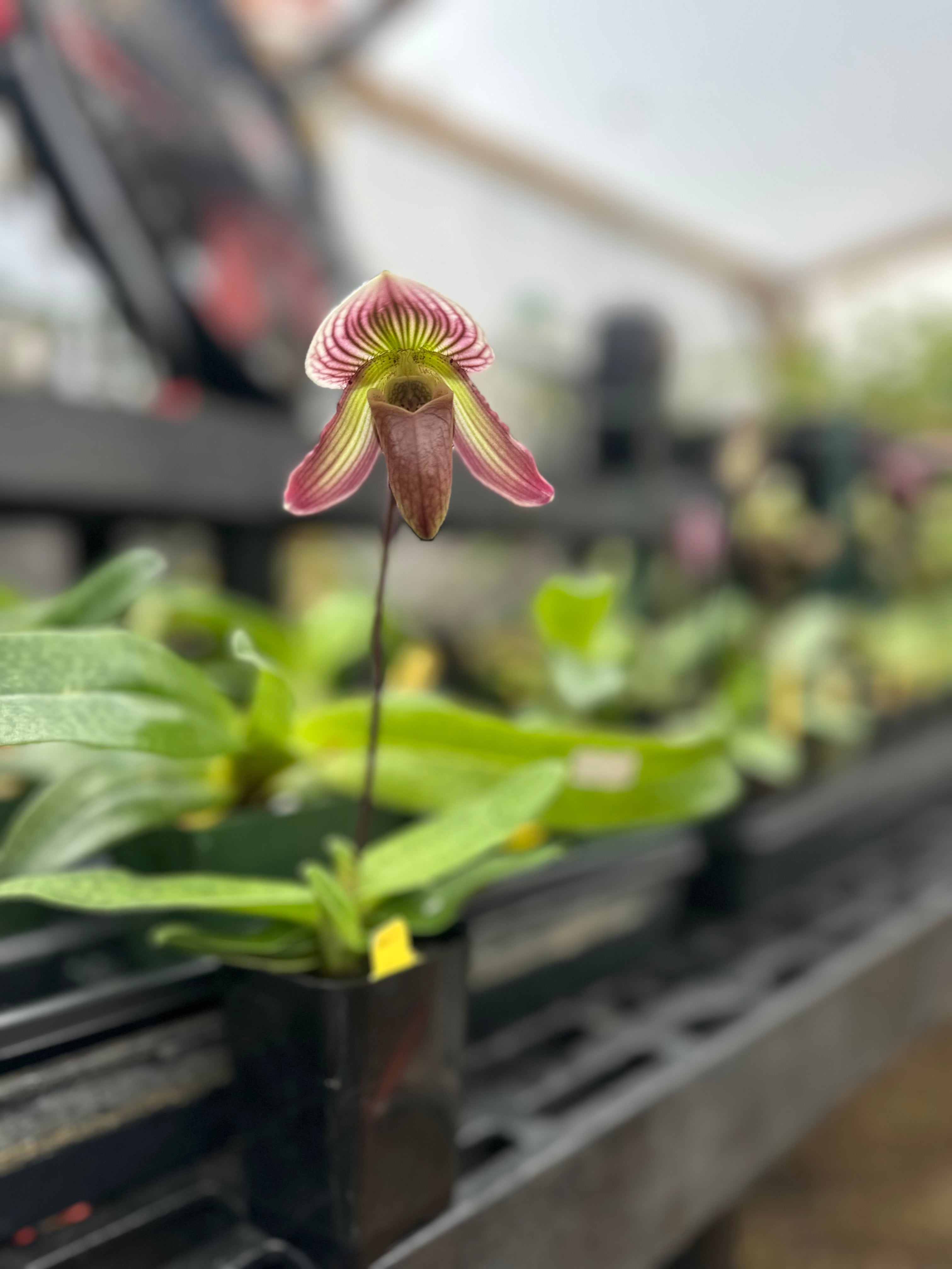 Paph. Vexillarium x fairrieanum - 2