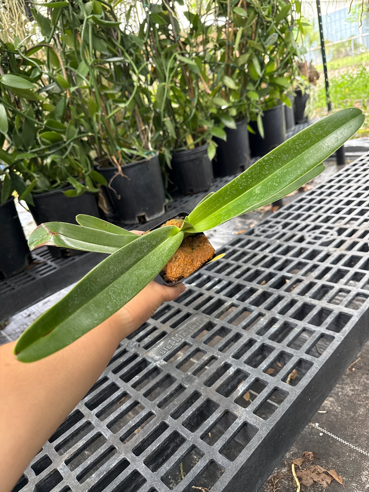 Paphiopedilum Lady Isabel (rothschildianum x stonei)