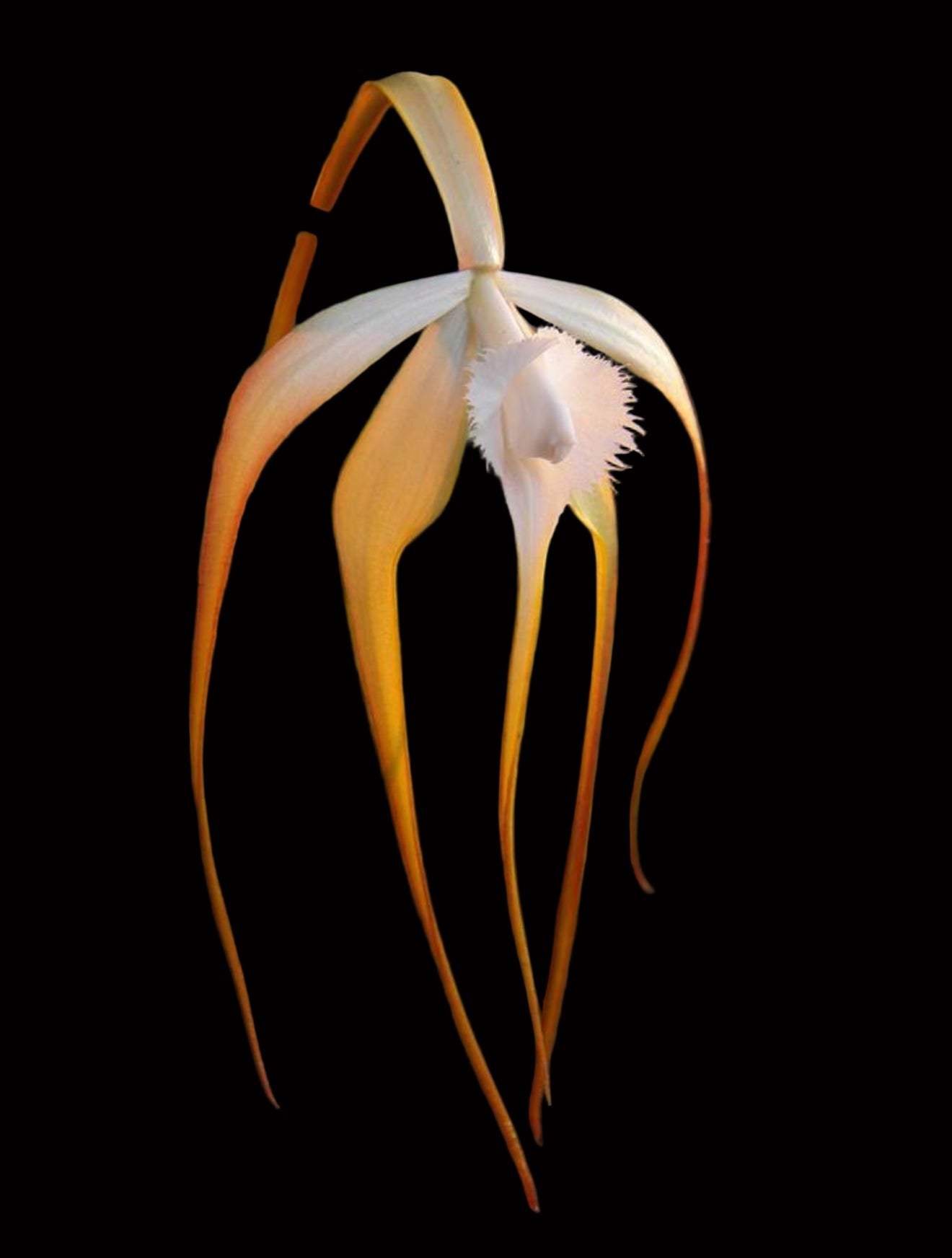 Brassavola appendiculata