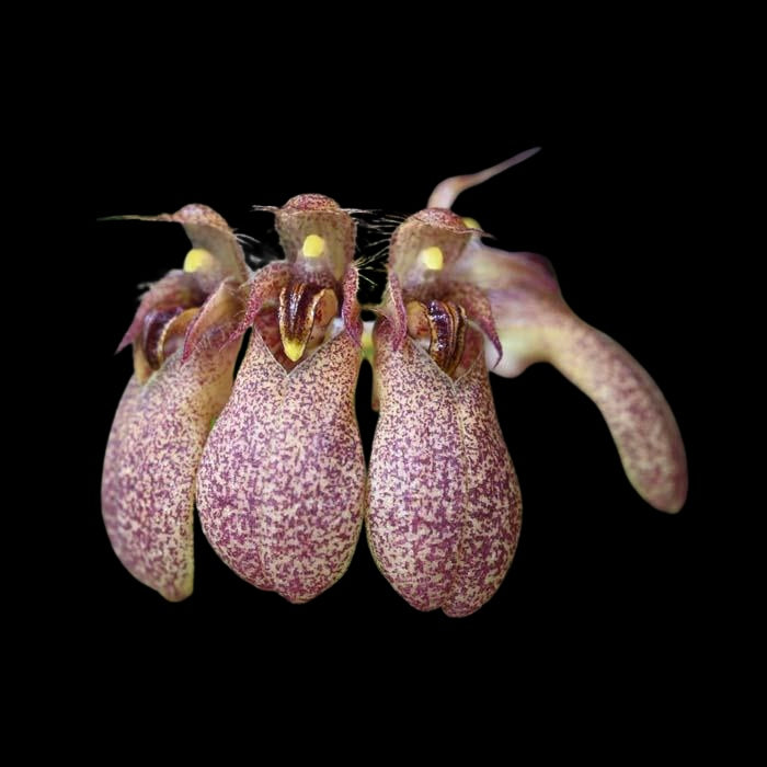 Bulbophyllum trigonopus