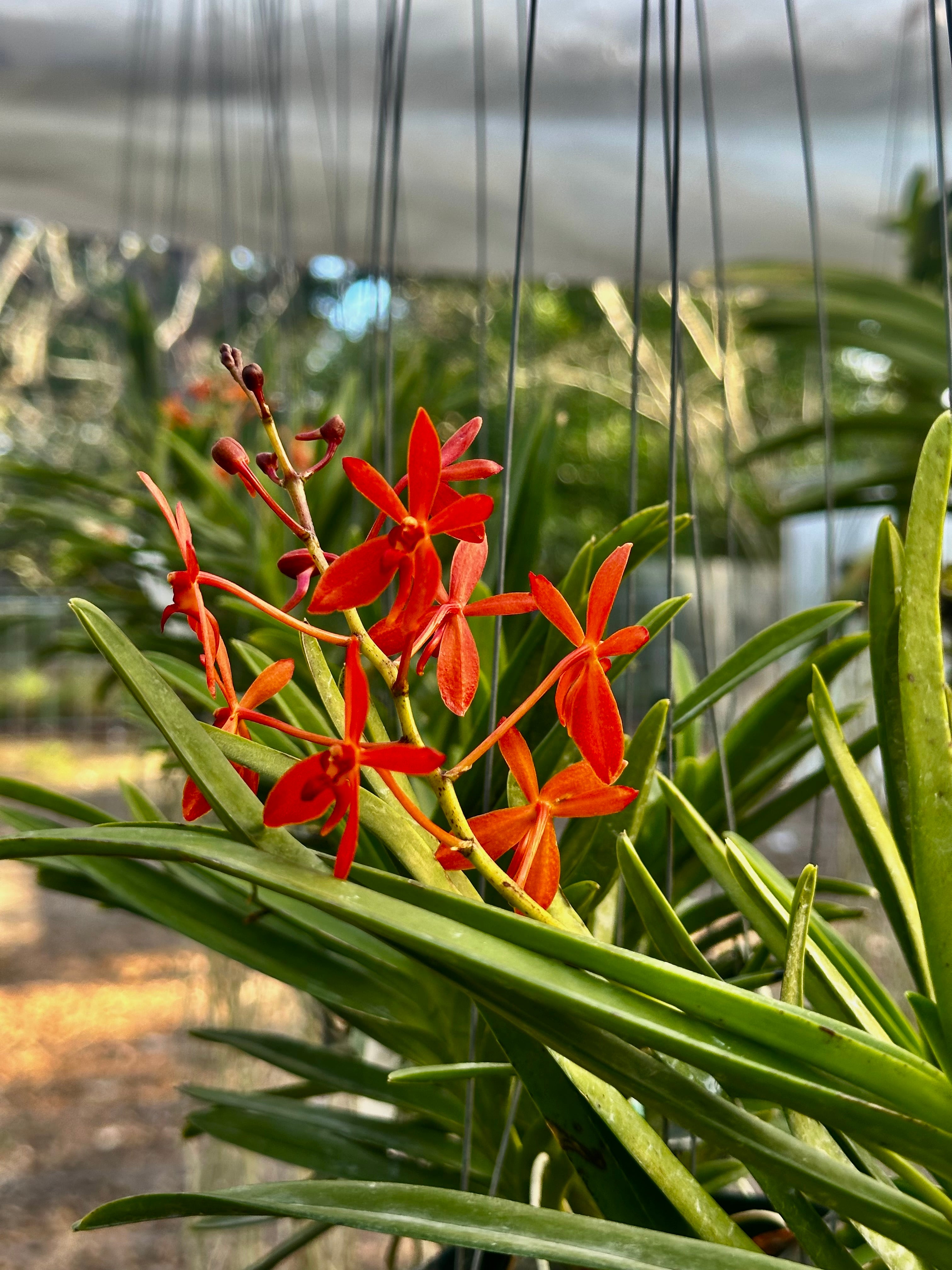 Renanthera philippinensis x Vanda falcata