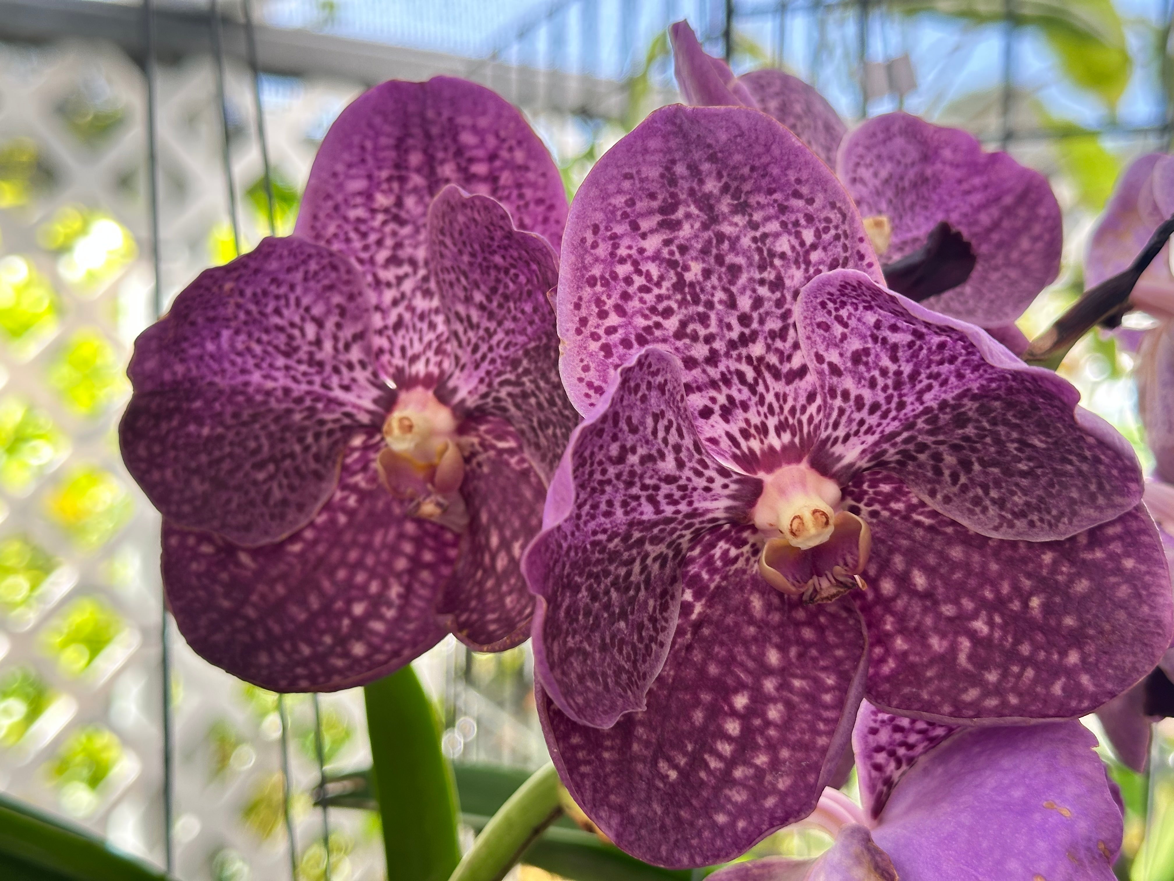 Vanda Blue Ribbon x Vanda Anna