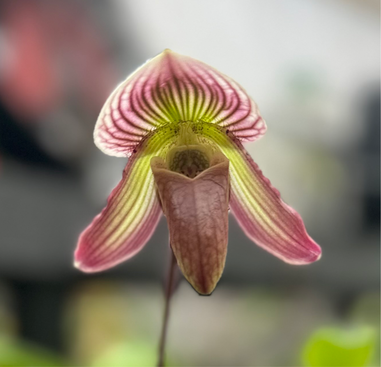 Paph. Vexillarium x fairrieanum - 2