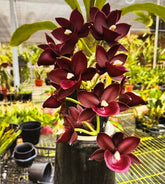 Monnierara Jumbo Delight orchid in bloom, sold by Lady Vanda Orchids
