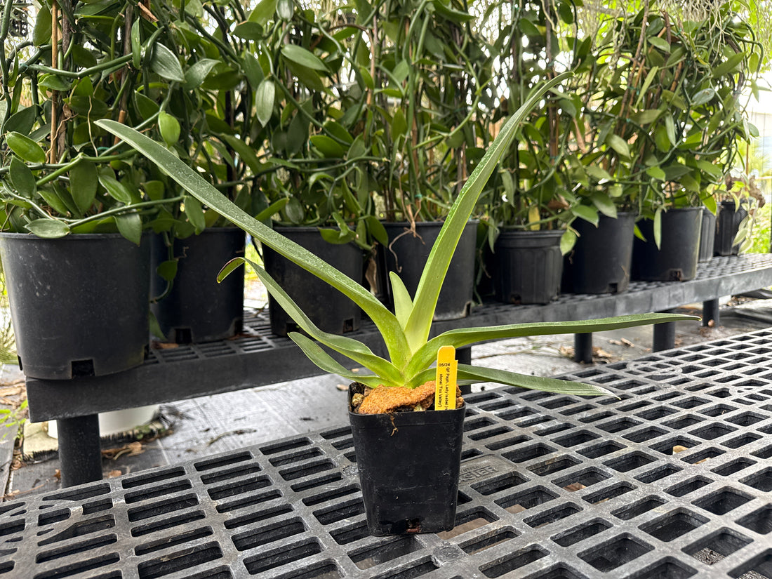 Paphiopedilum Lady Isabel (rothschildianum x stonei)