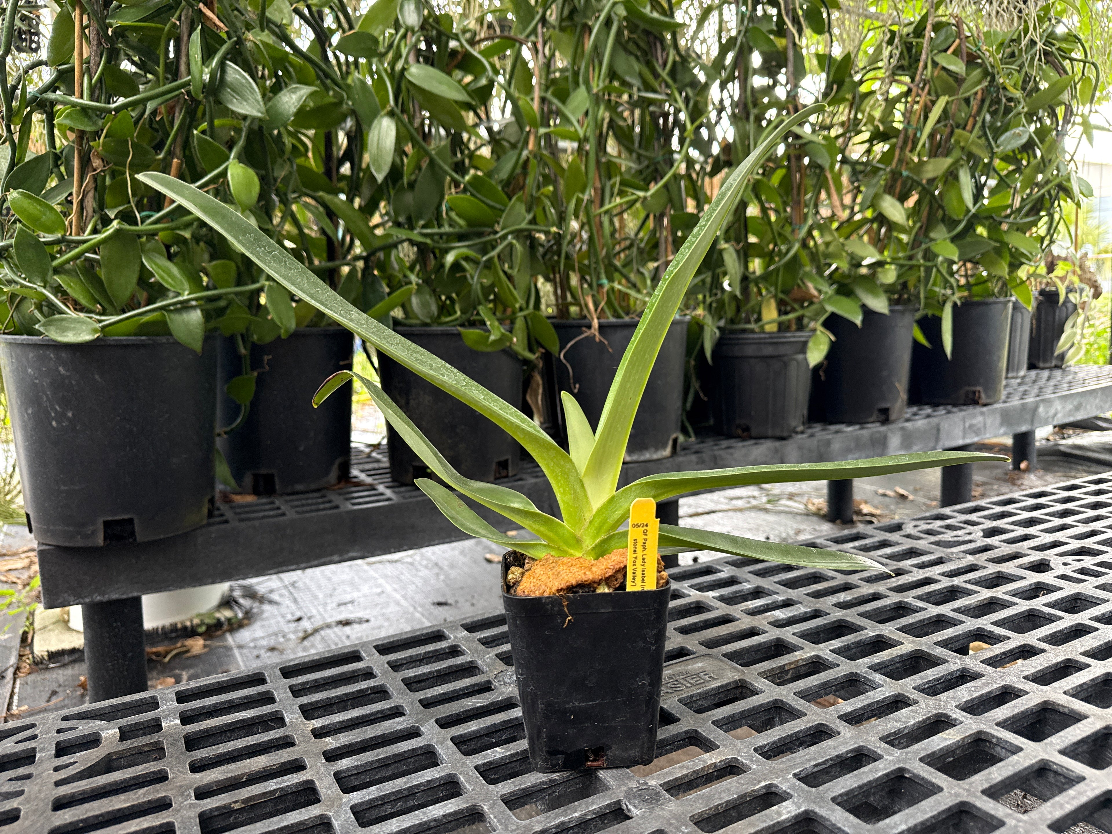 Paphiopedilum Lady Isabel (rothschildianum x stonei)