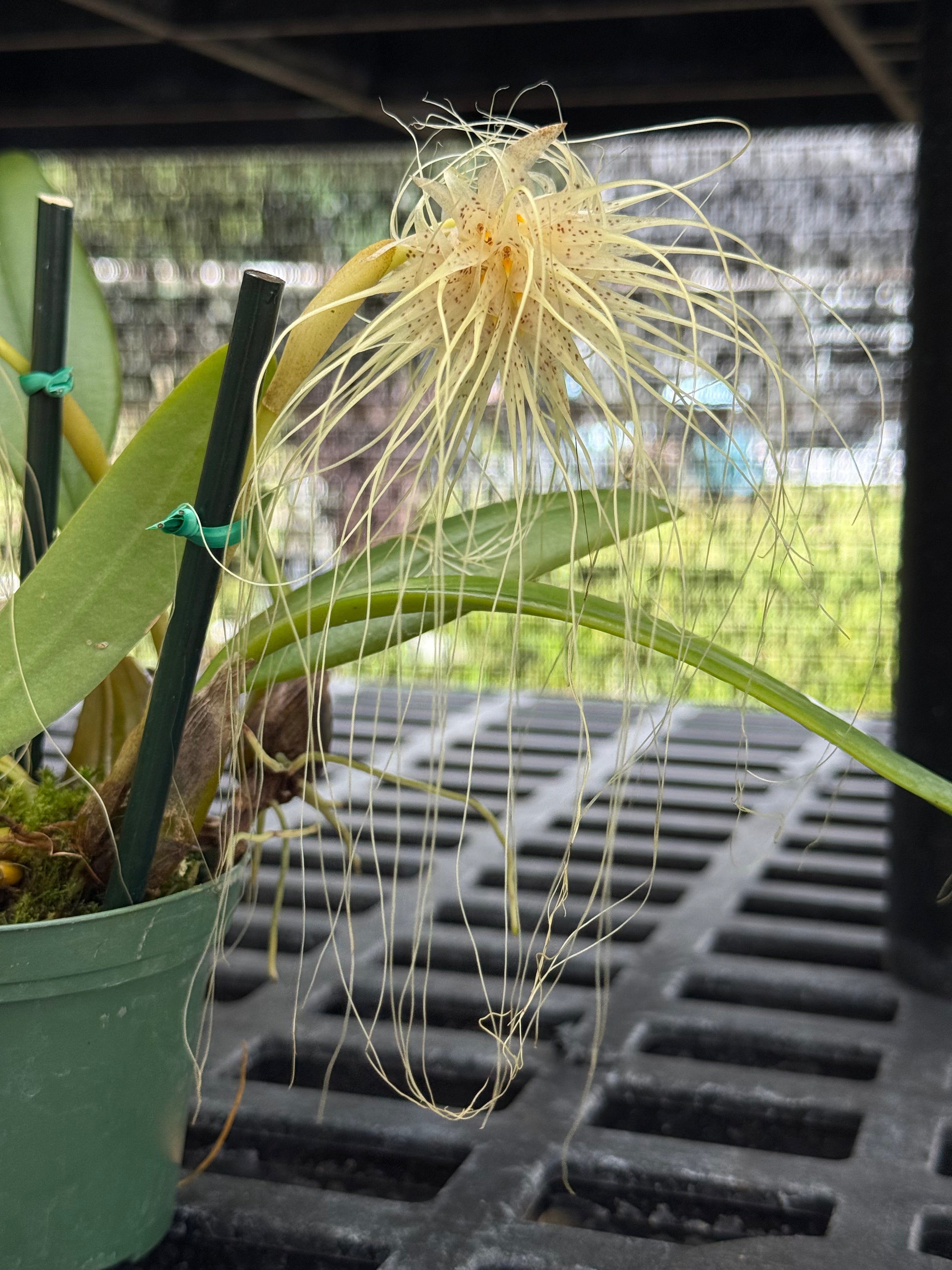 Bulbophyllum medusae