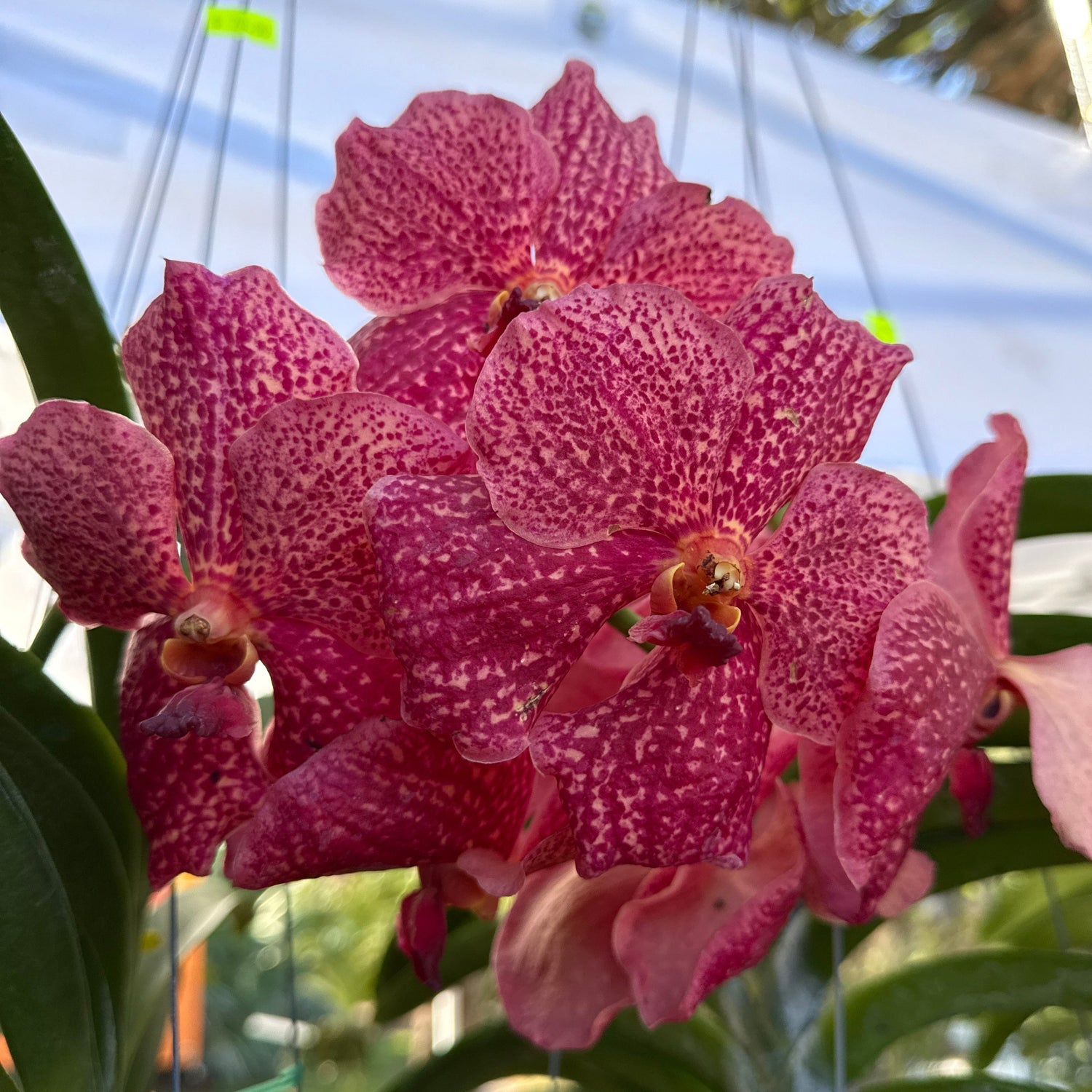 Vanda Uraiwan Belle