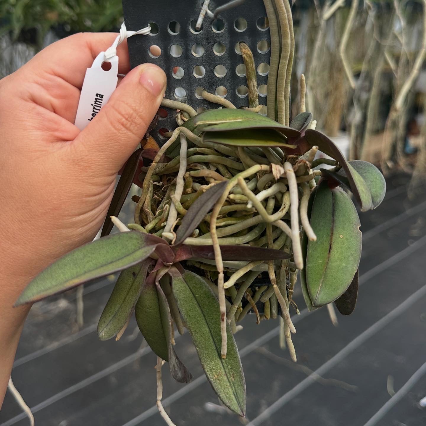 Phalaenopsis (Doritis) pulcherrima  'Red'