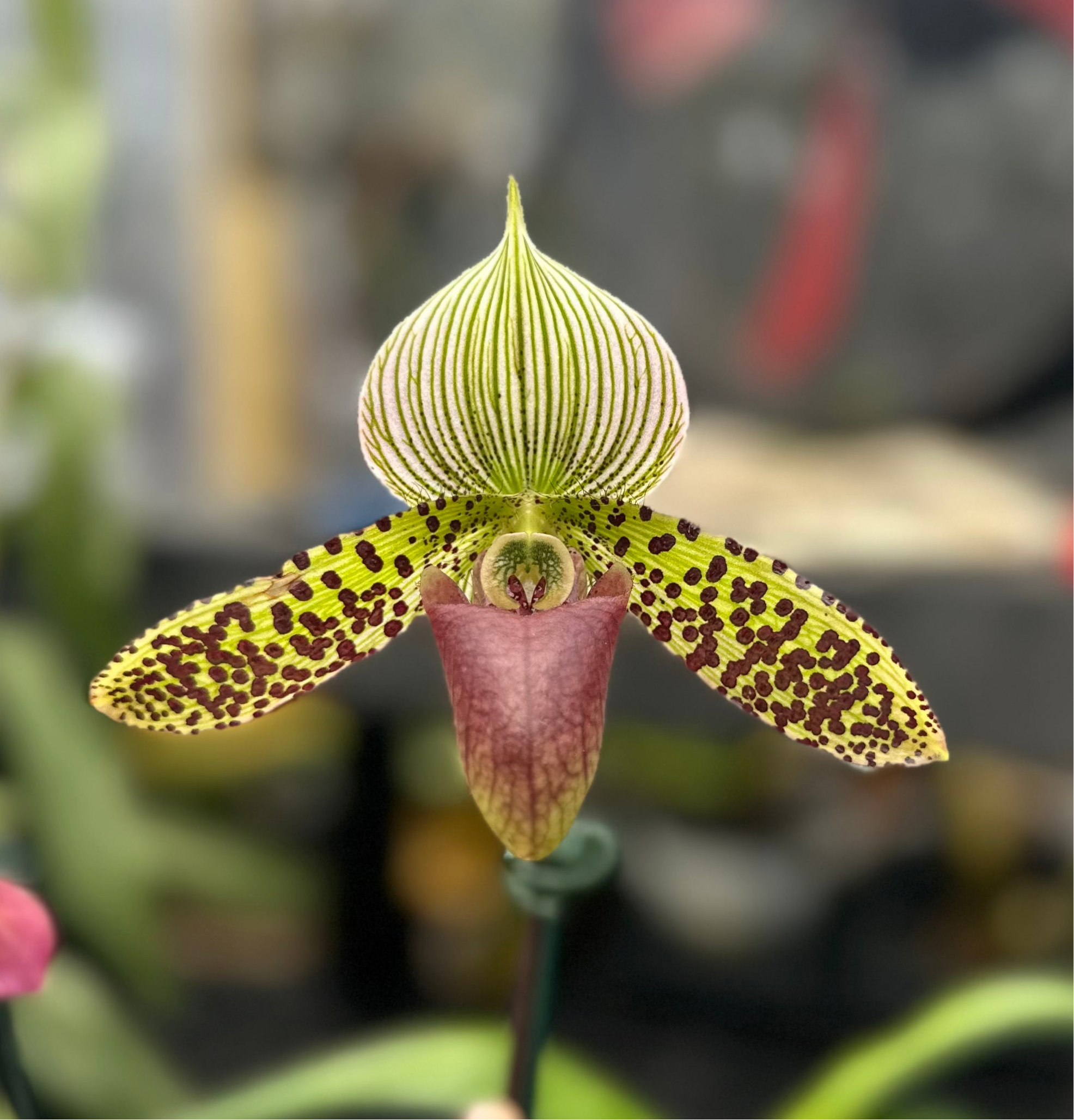 Paph. Sukar Honi (argus x sukhakulii)