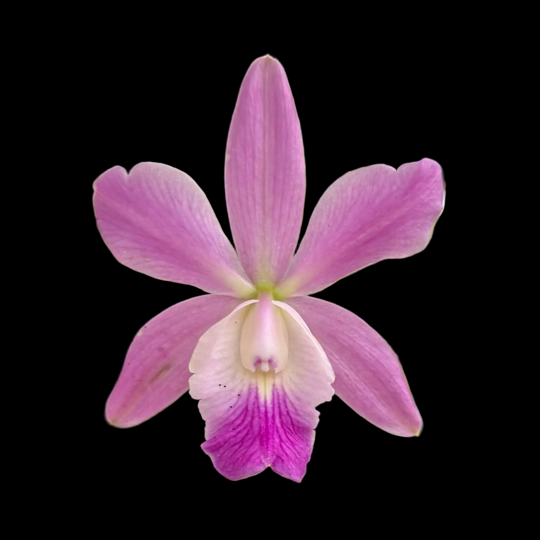 Cattleya QF Lopaka (C. aclandiae x C. QF Hazel Kealoha)- Fragrant