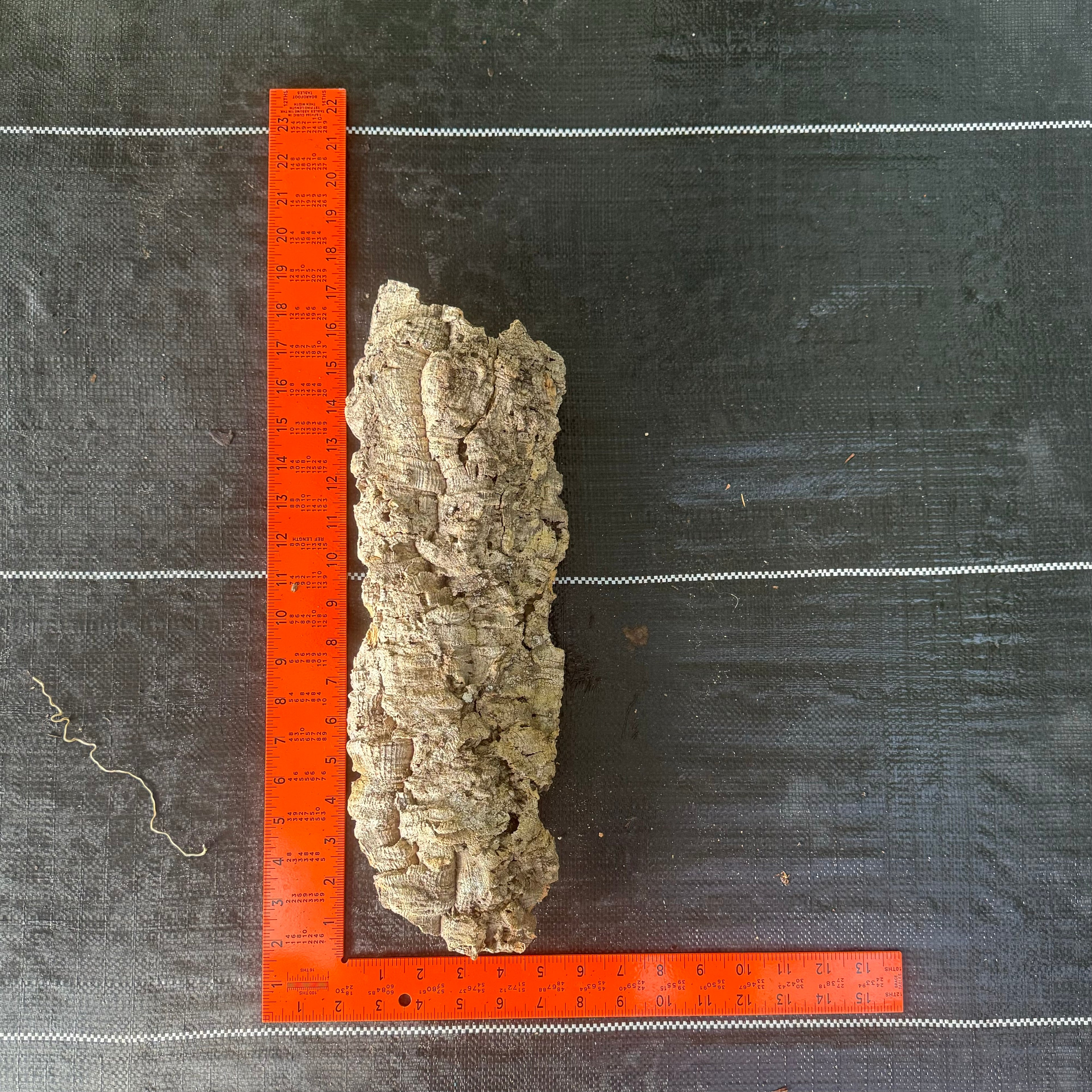 XL Cork Bark Slabs- Choose Your Mount