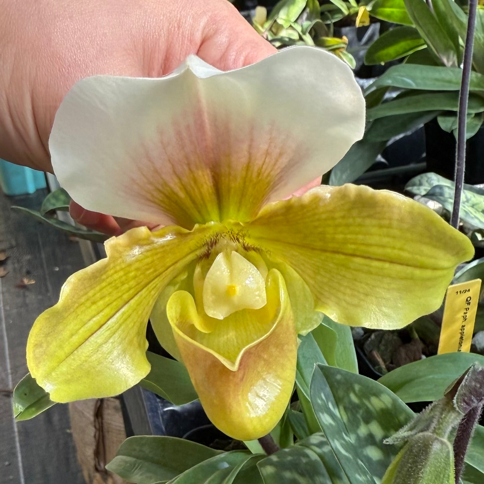 Paph. QF ‘imi loa (Cherokee Mountaineer x charlesworthii alba)
