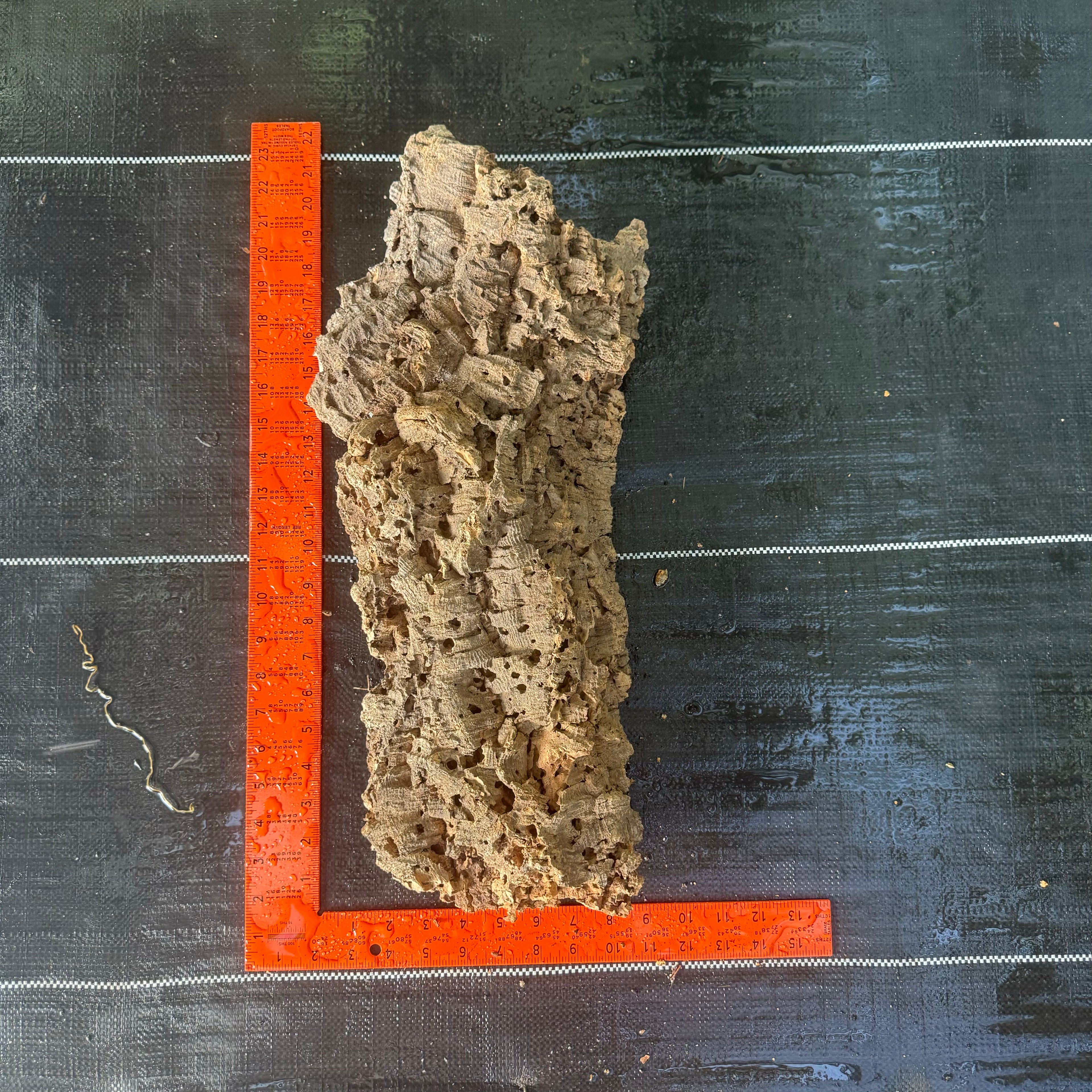 XL Cork Bark Slabs- Choose Your Mount
