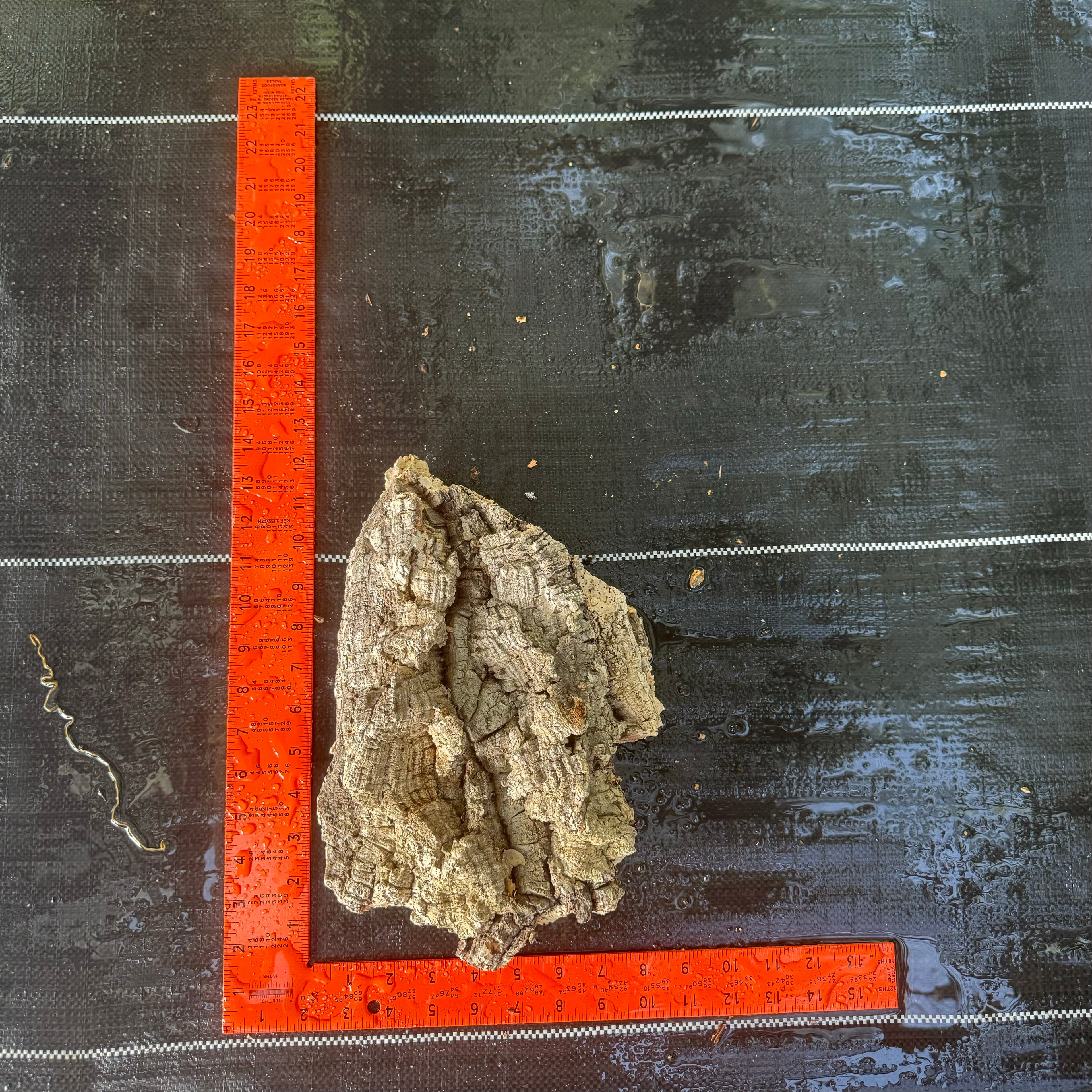 XL Cork Bark Slabs- Choose Your Mount