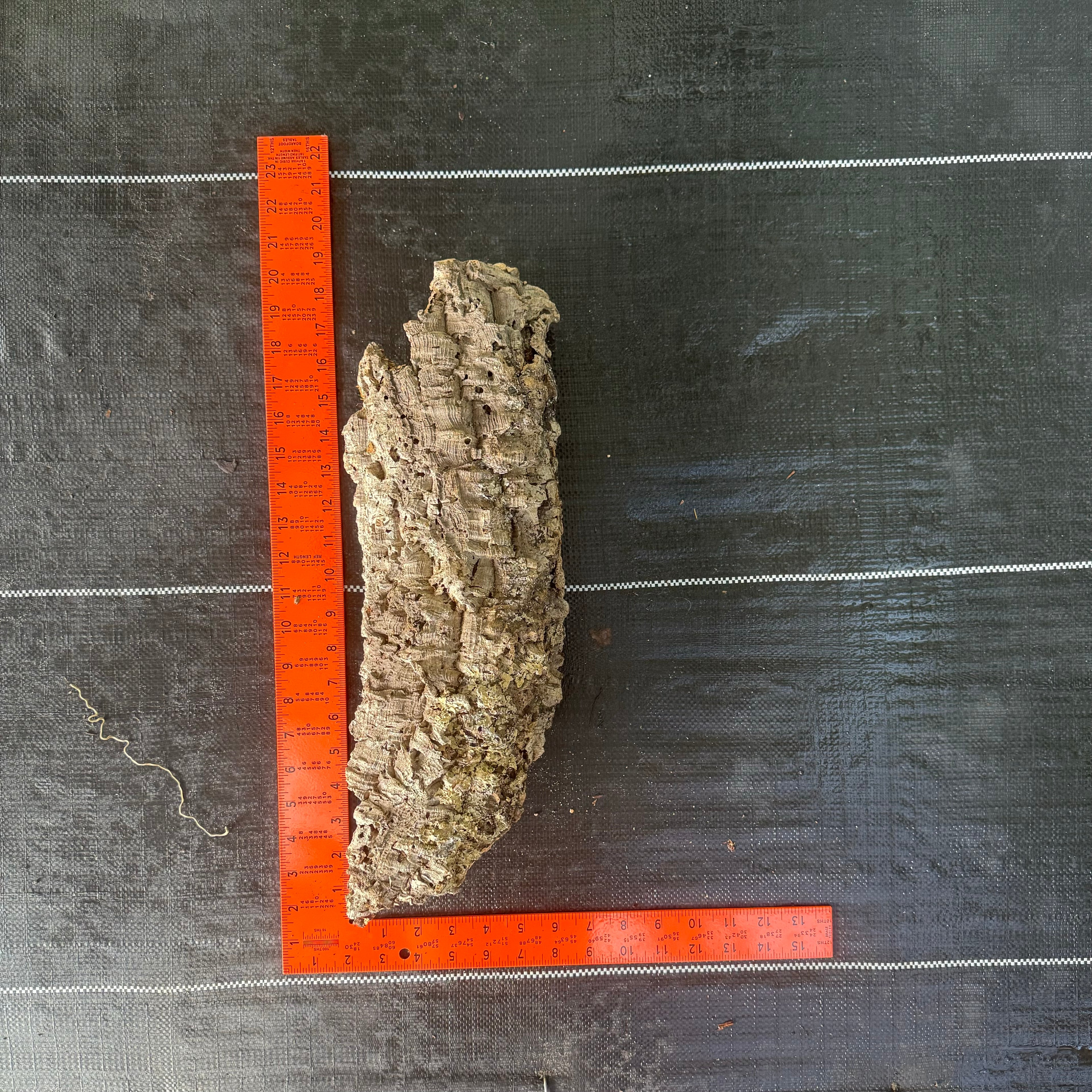 XL Cork Bark Slabs- Choose Your Mount