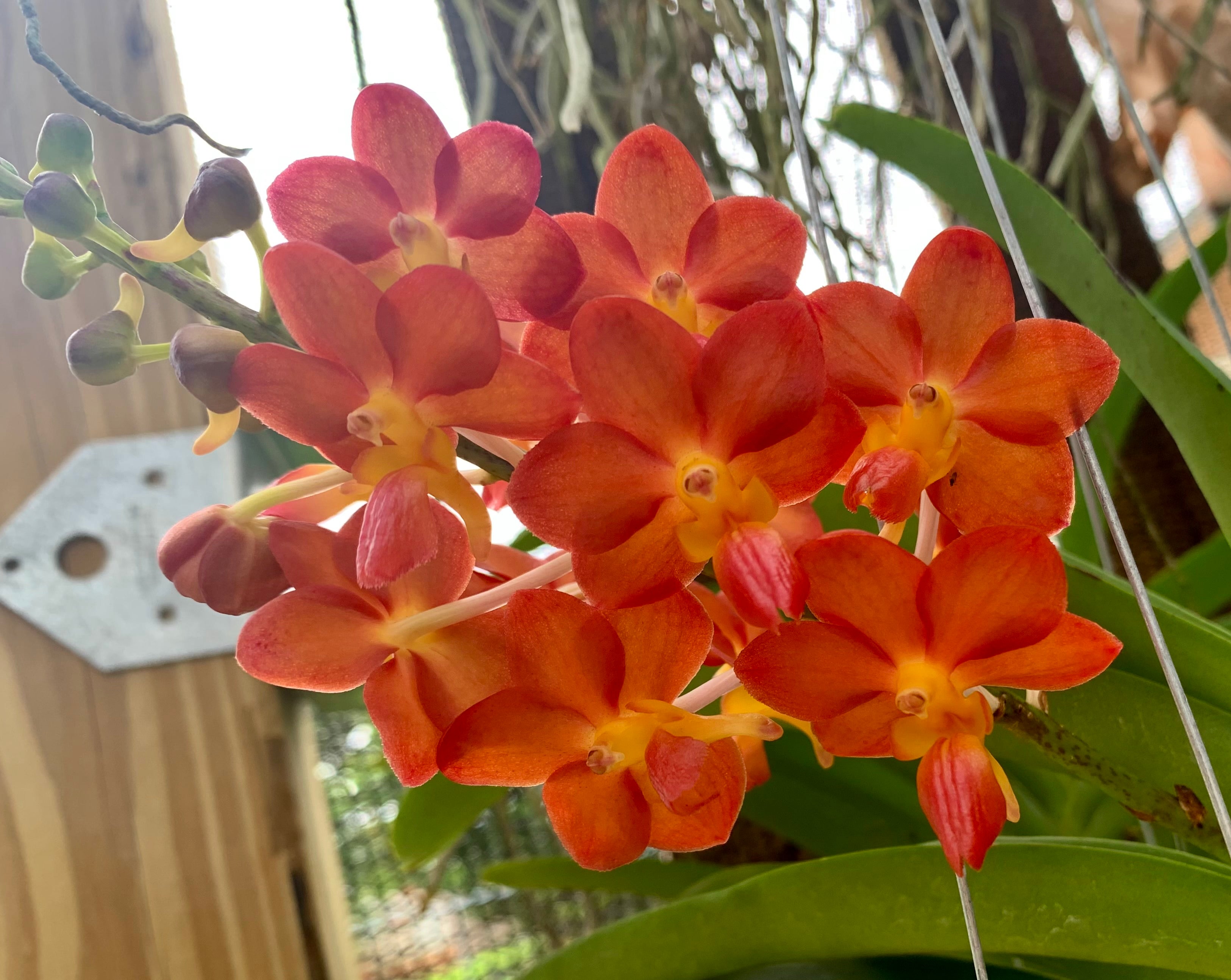 Prra. Tony Tan Keng Yam 'Orange'