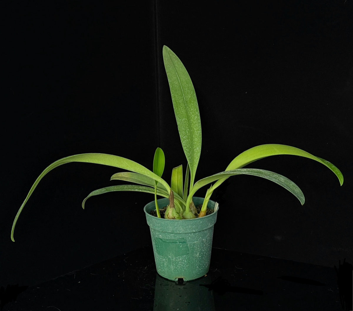 Bulbophyllum papulosum