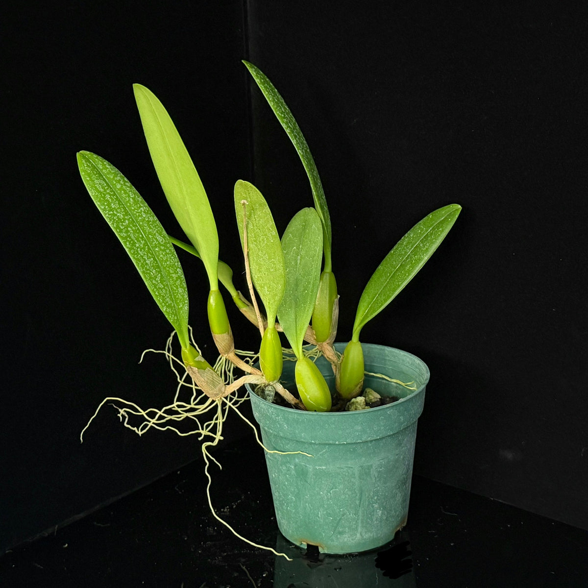 Bulbophyllum Doris Dukes