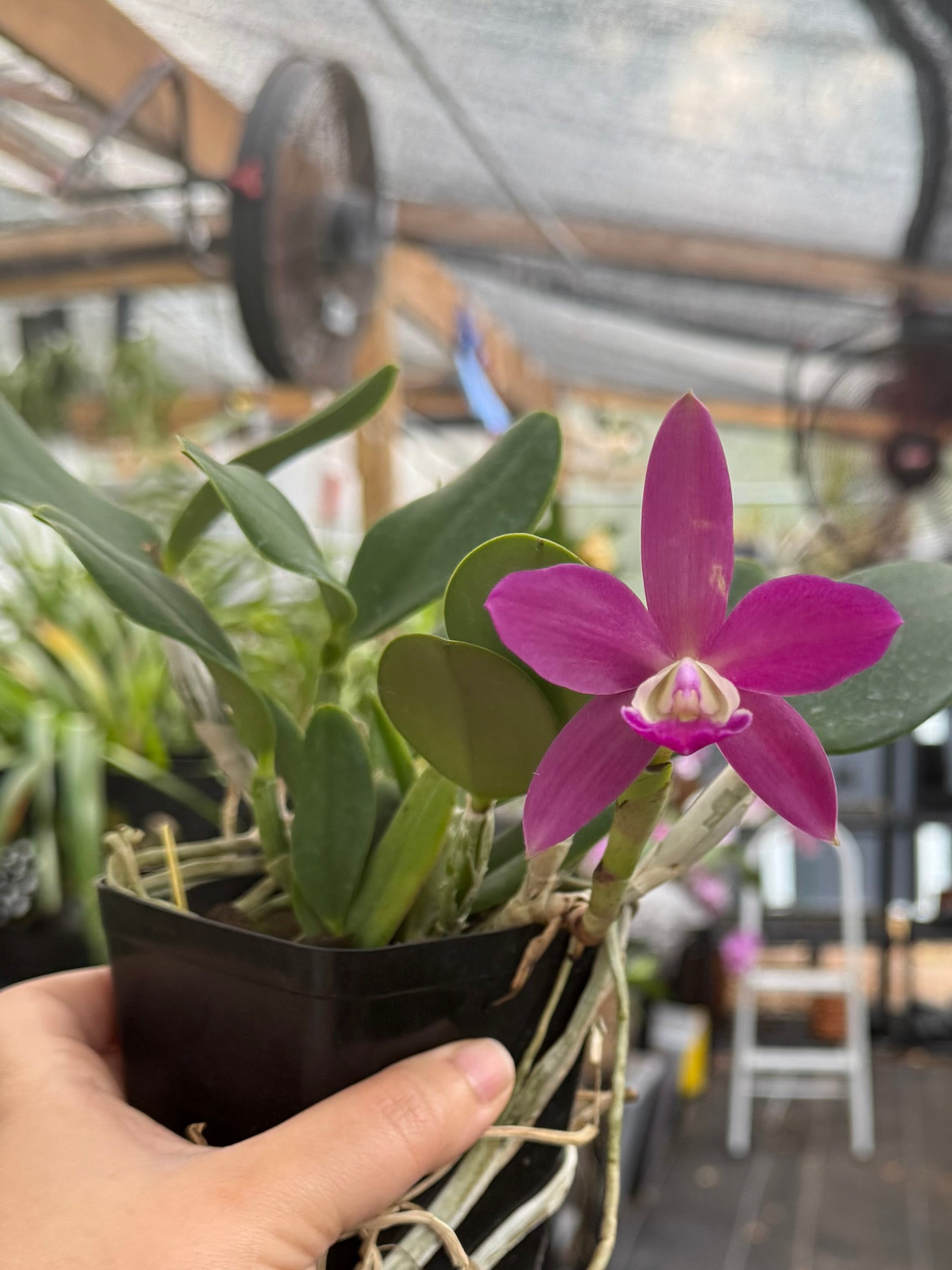 Cattleya QF Lopaka (C. aclandiae x C. QF Hazel Kealoha)- Fragrant