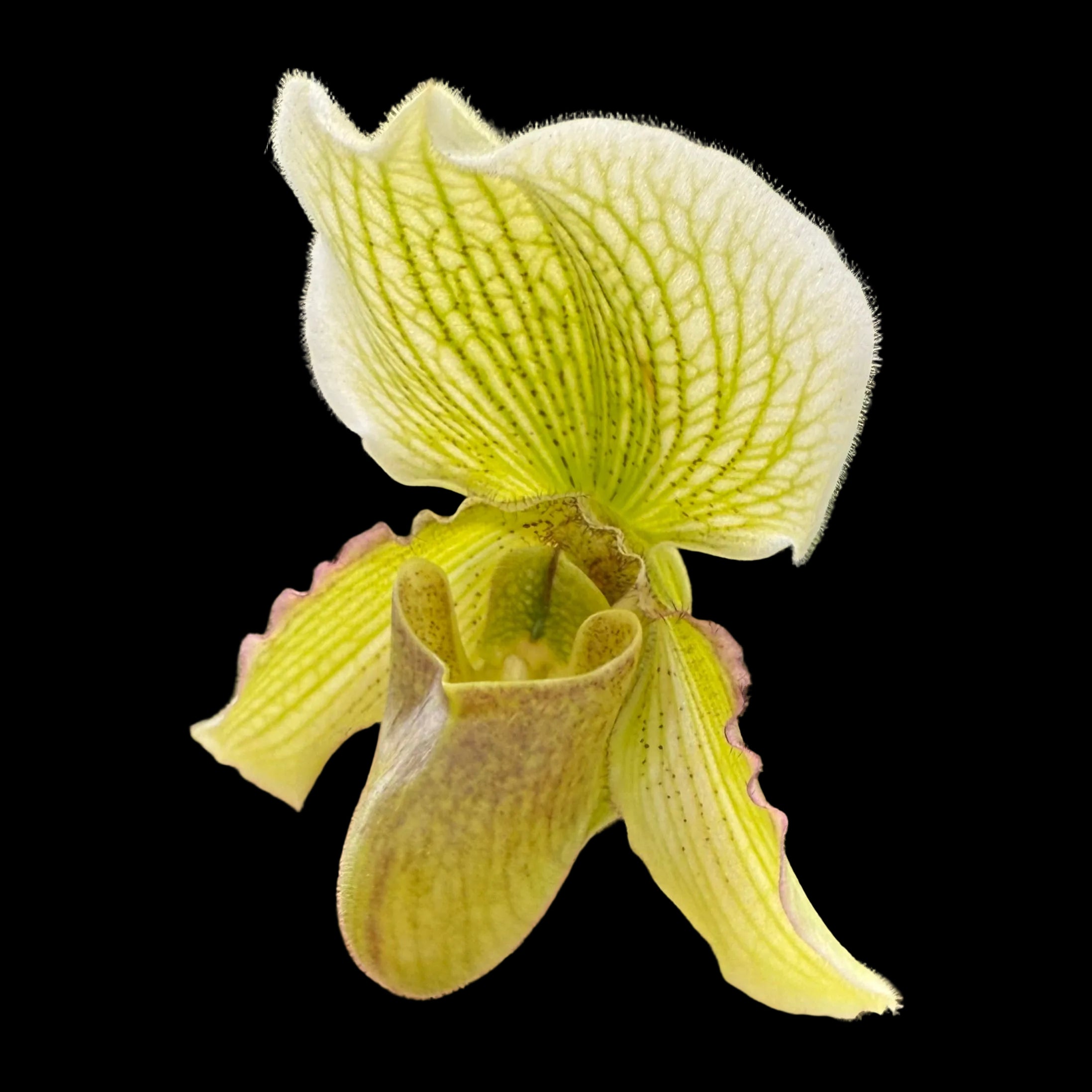 Hybridized in the USA!- Paphiopedilum QF Makaweo