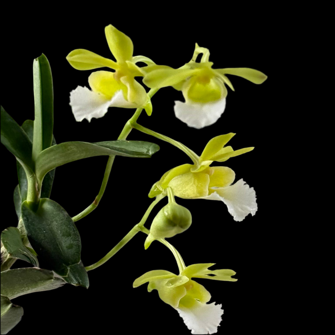 Vanda (Christensoniana) vietnamica