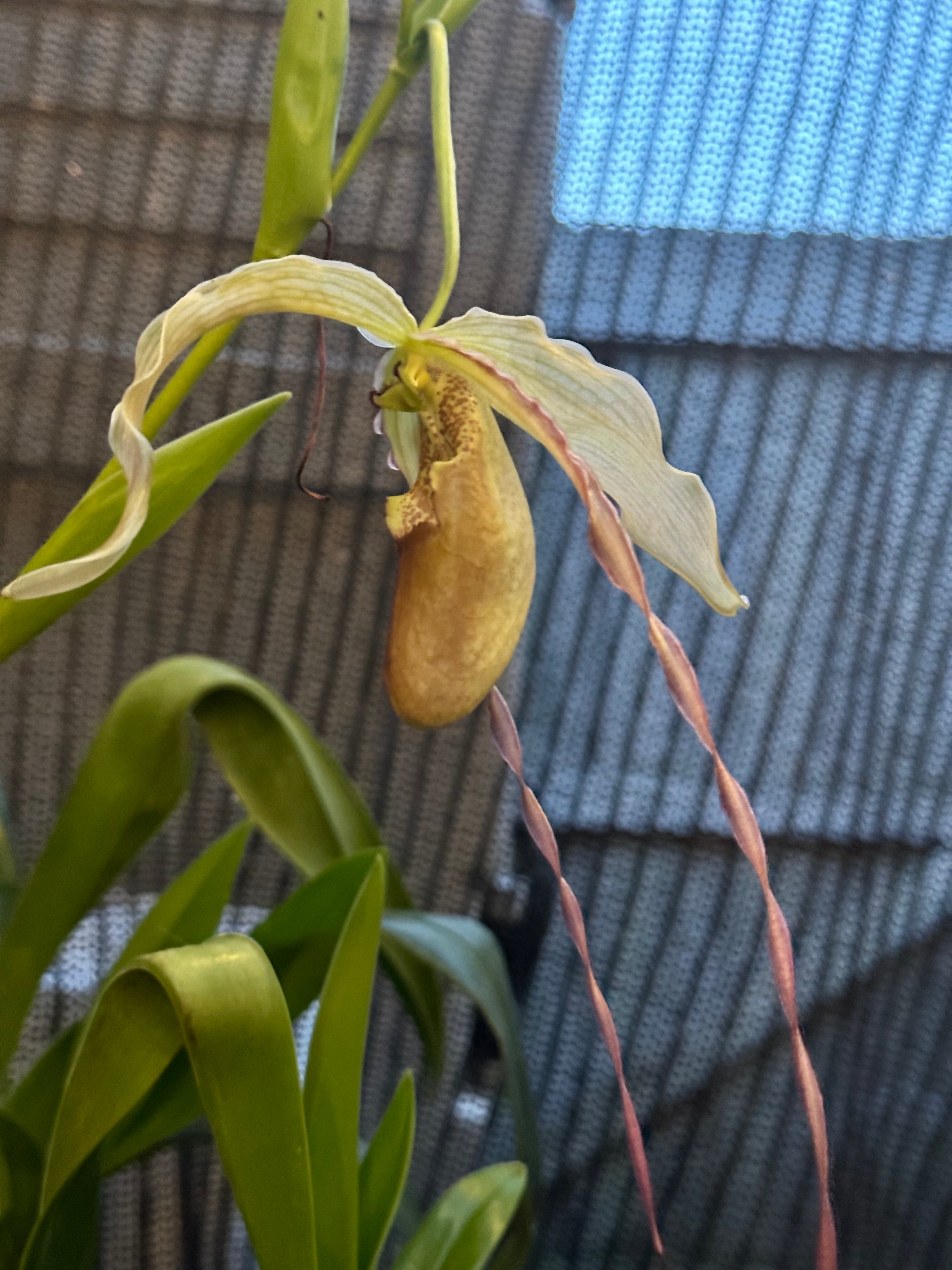 Phragmipedium Mont Fallu
