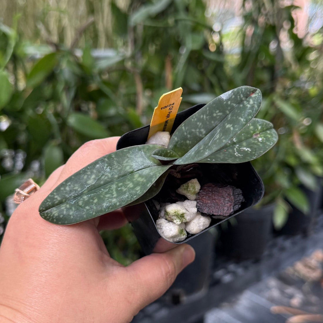 Paphiopedilum bellatulum
