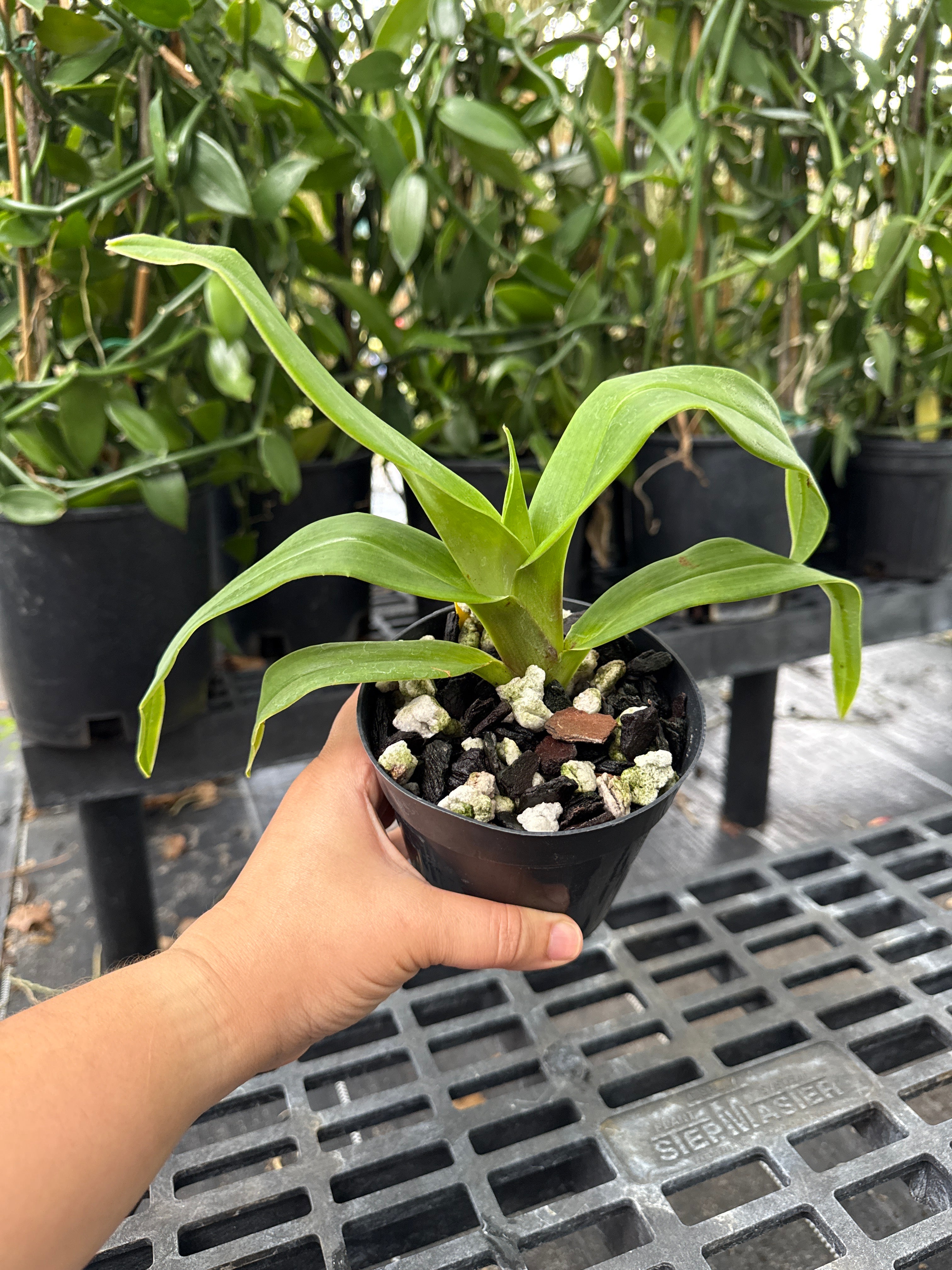 Phragmipedium Kelly Nash