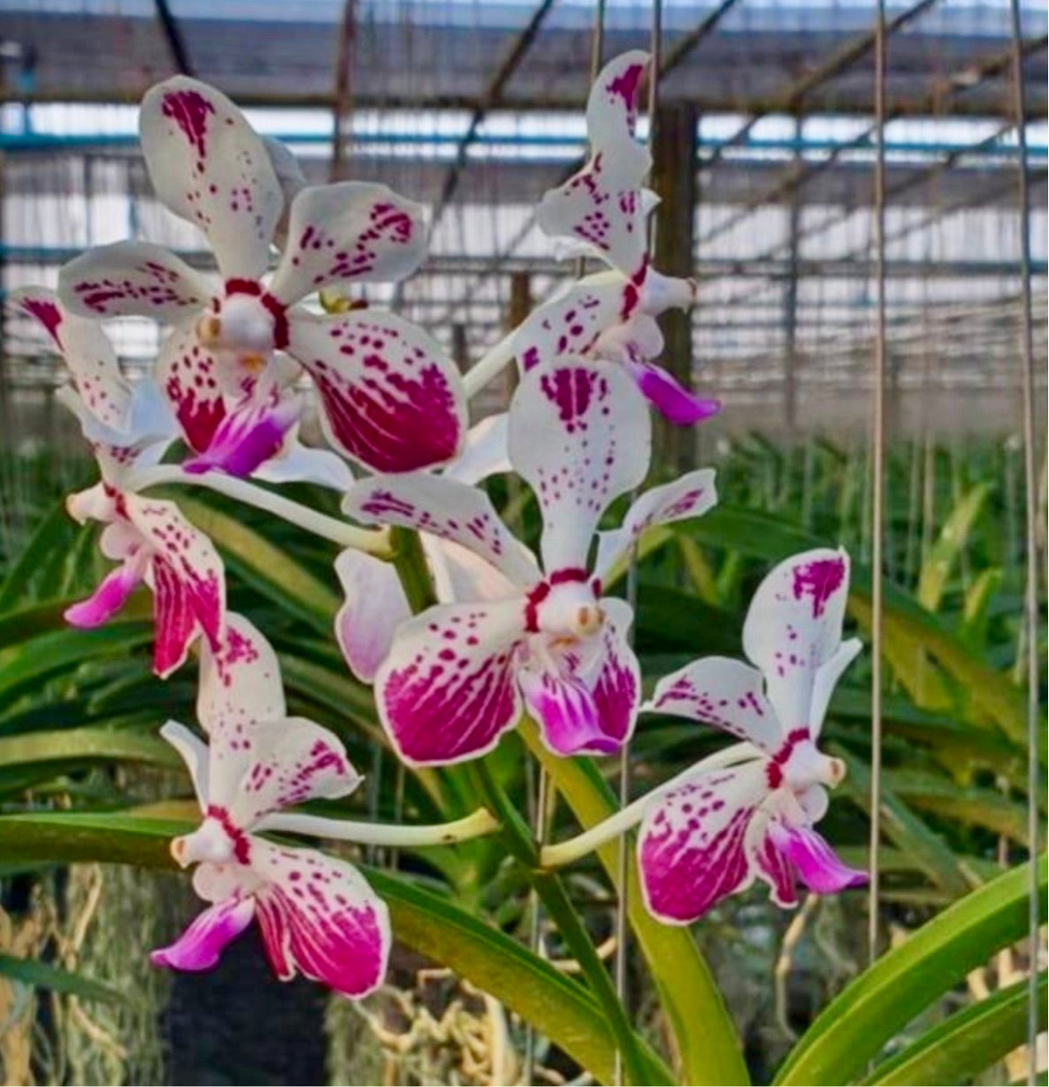 Vanda Saidah Nafisah
