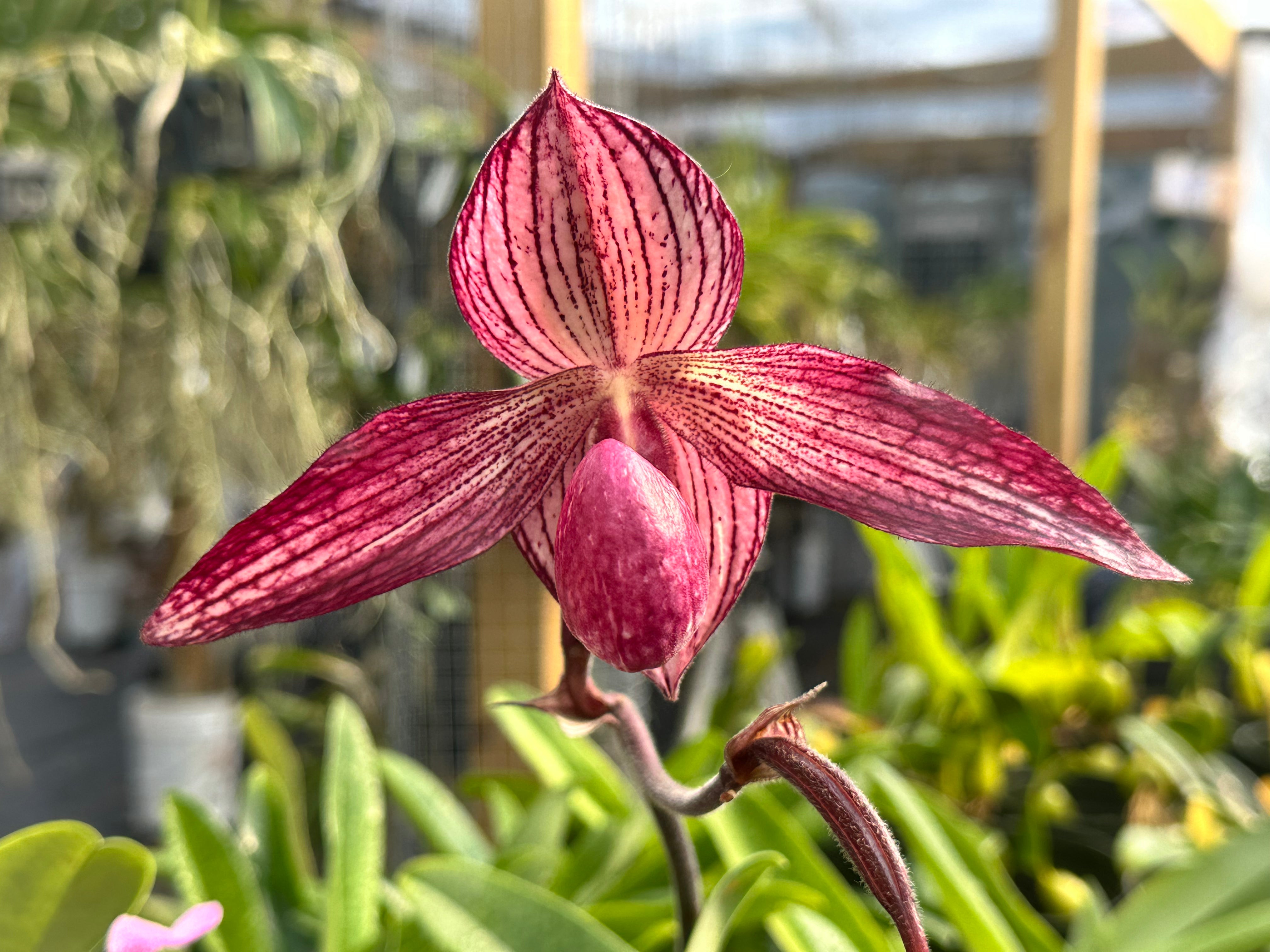 Paph. Delrosi (Paph. delenatii x rothschildianum)