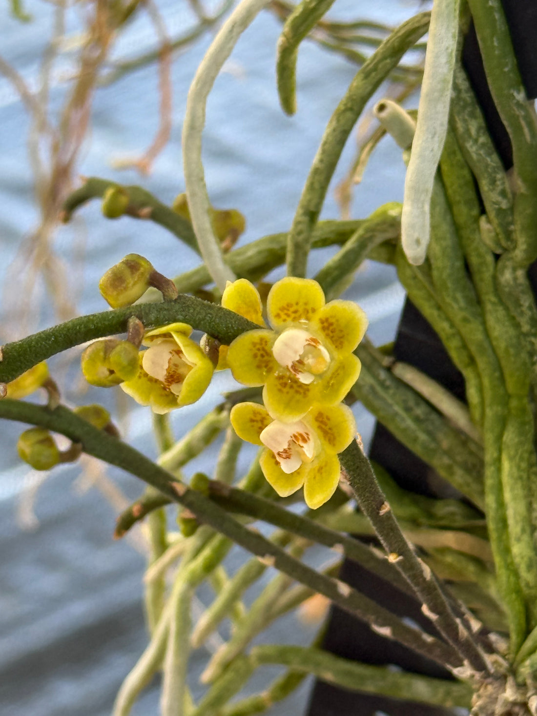 Chiloschista parishii - Thai ghost orchid
