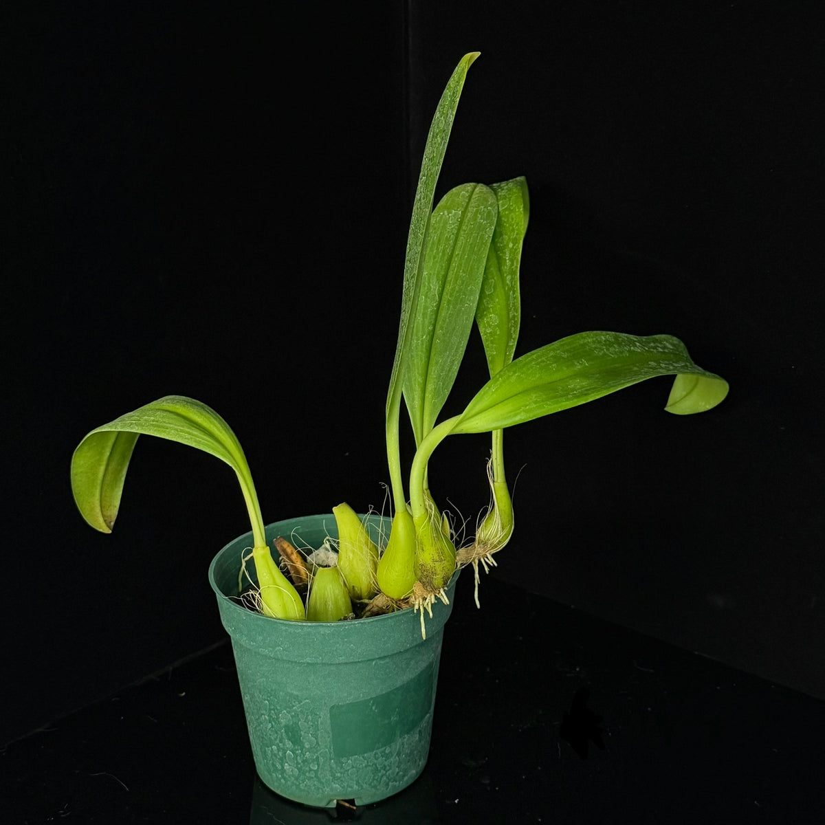 Bulbophyllum lobbii