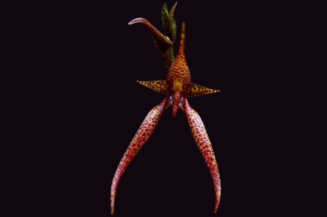 Bulbophyllum papulosum