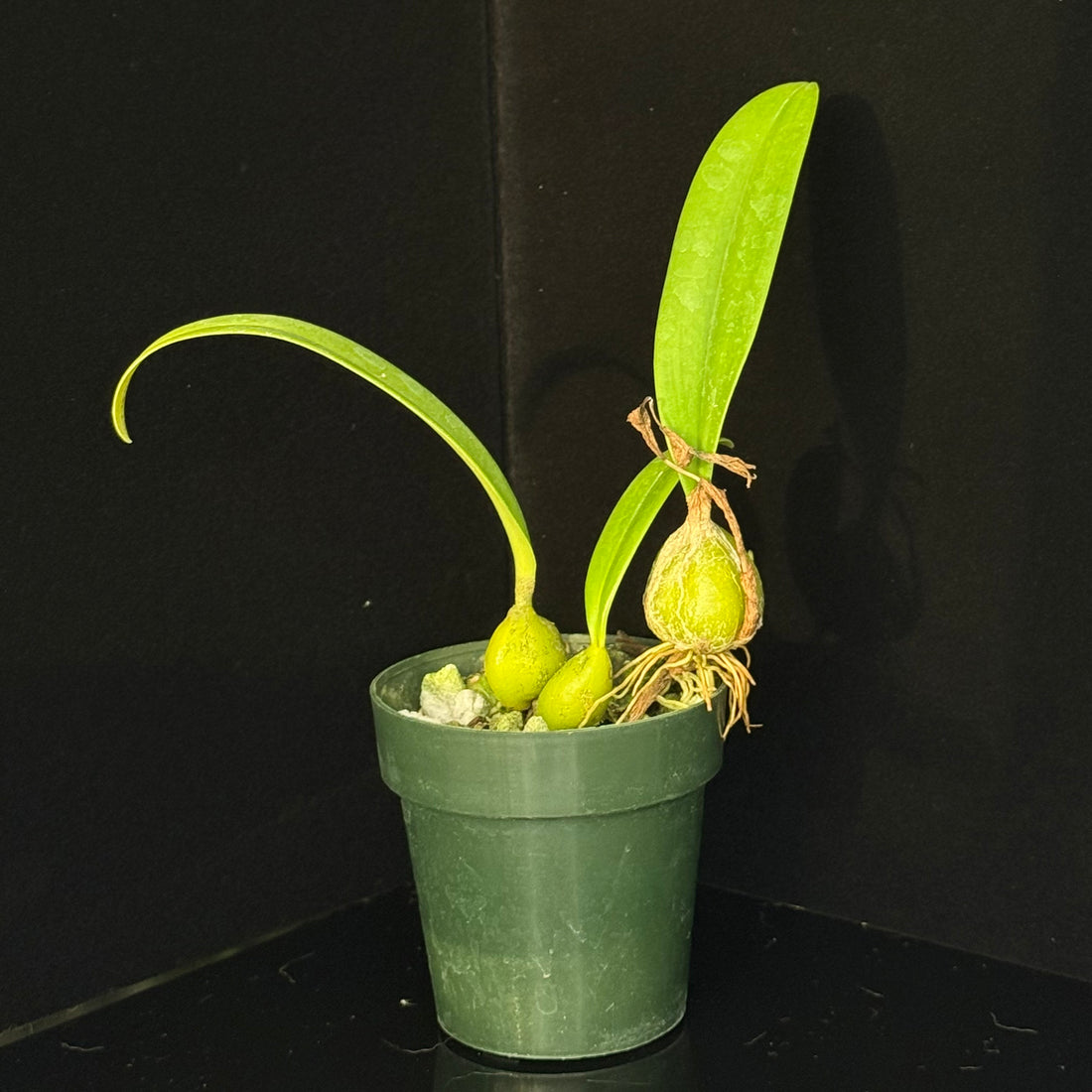 Bulbophyllum cupreum
