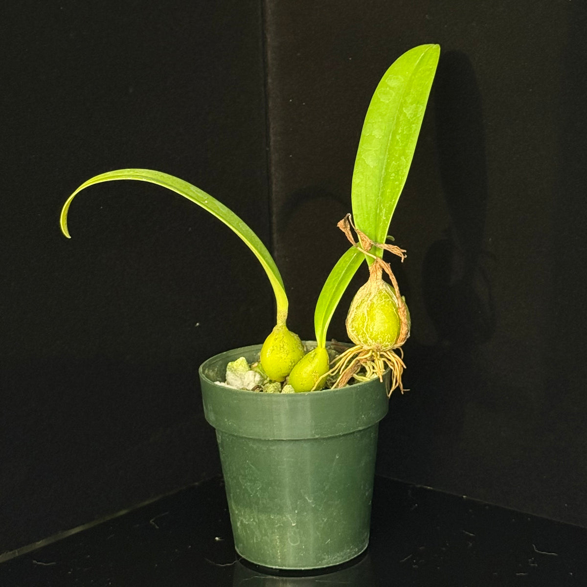 Bulbophyllum cupreum