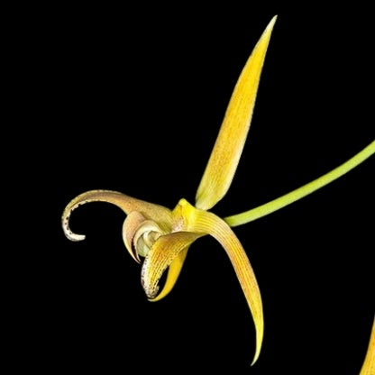 Bulbophyllum lobbii