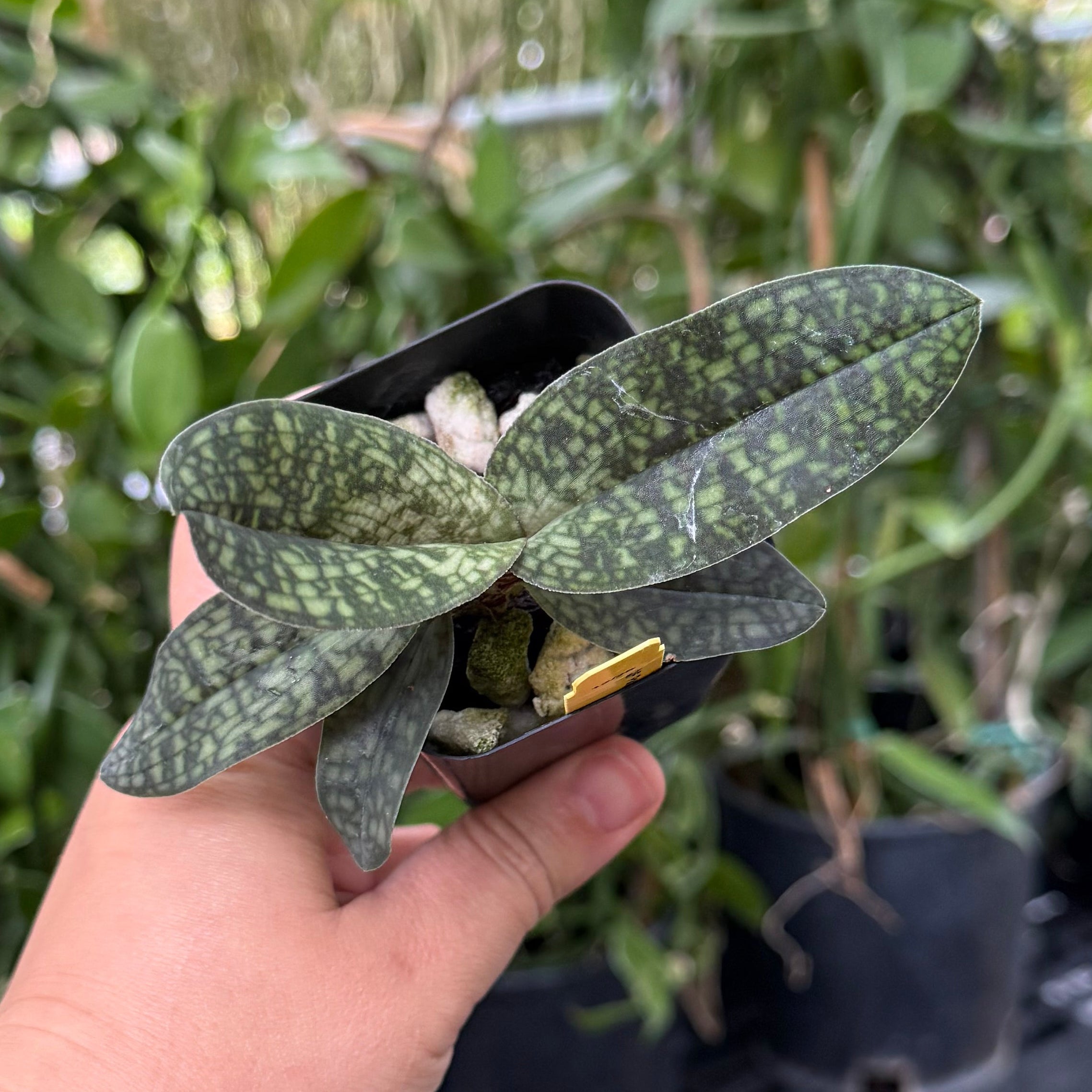 Paphiopedilum Lynleigh Koopowitz